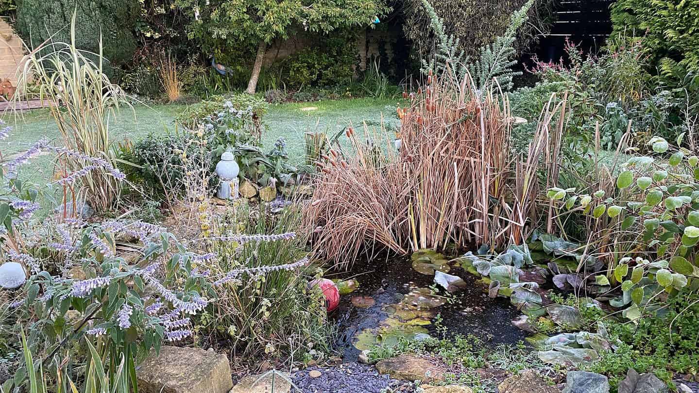 December Gardening - What To Do In The Garden In December december-gardening-wildlife-pond-frost