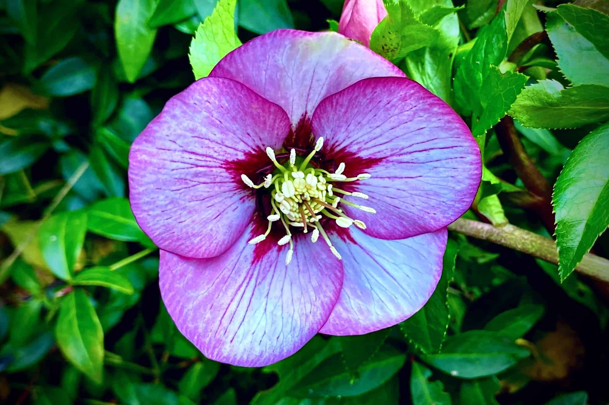 What To Do In The Garden In January garden-in-january-pink-hellebore