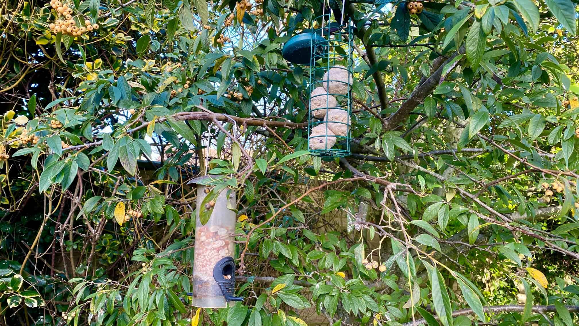 What To Do In The Garden In January garden-in-january-bird-feeders