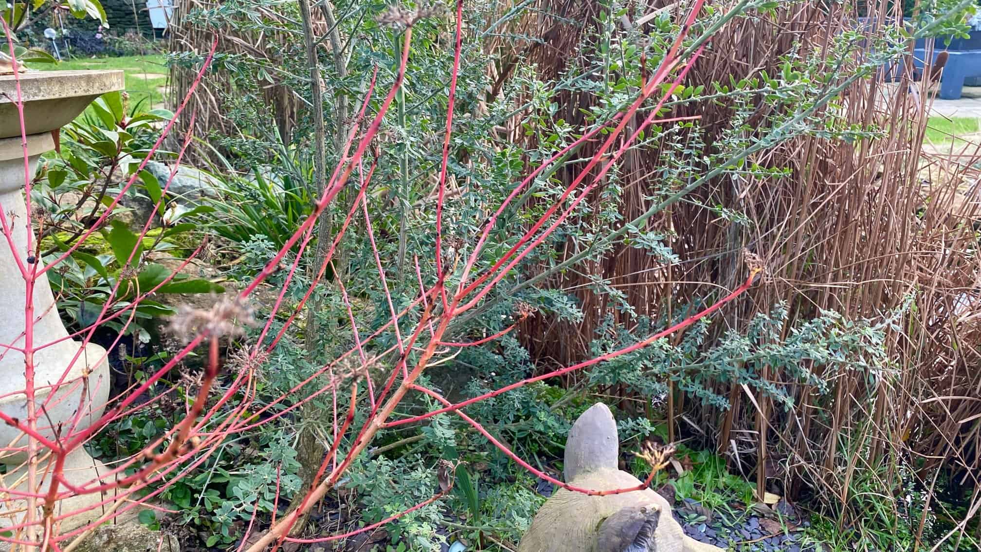 What To Do In The Garden In January garden-in-january-cornus