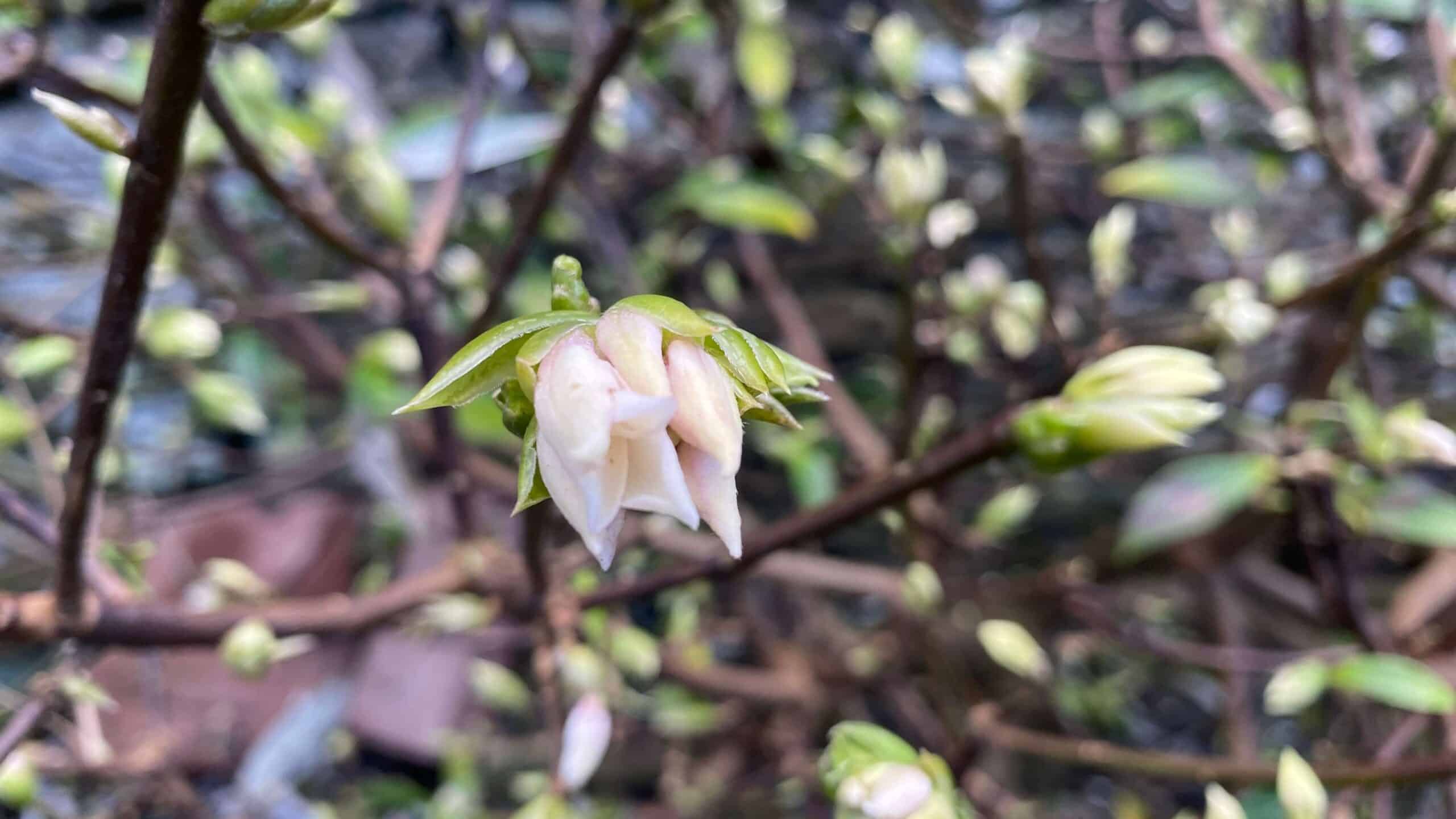 What To Do In The Garden In January garden-in-january-daphne-odora