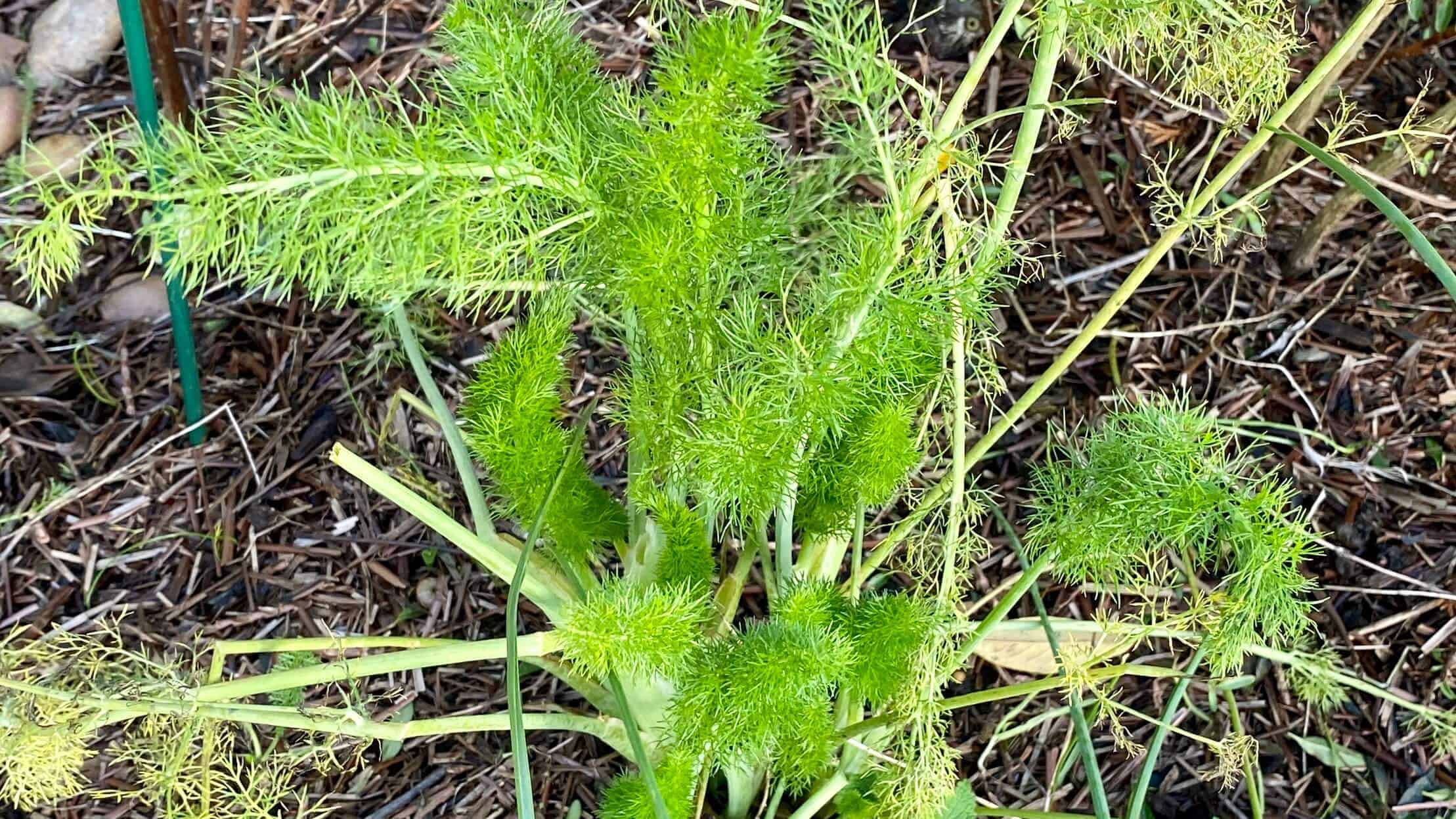 What To Do In The Garden In January garden-in-january-fennel