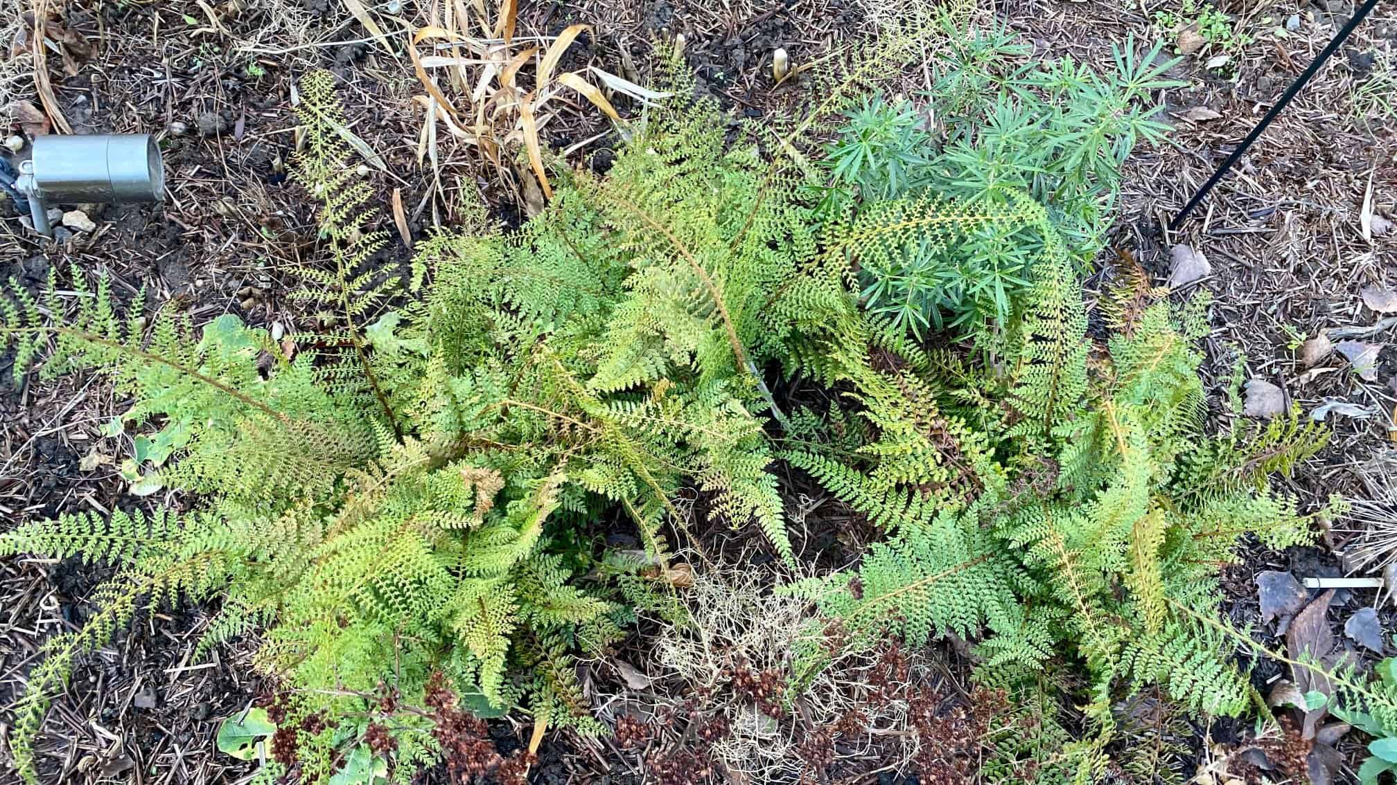 What To Do In The Garden In January garden-in-january-ferns