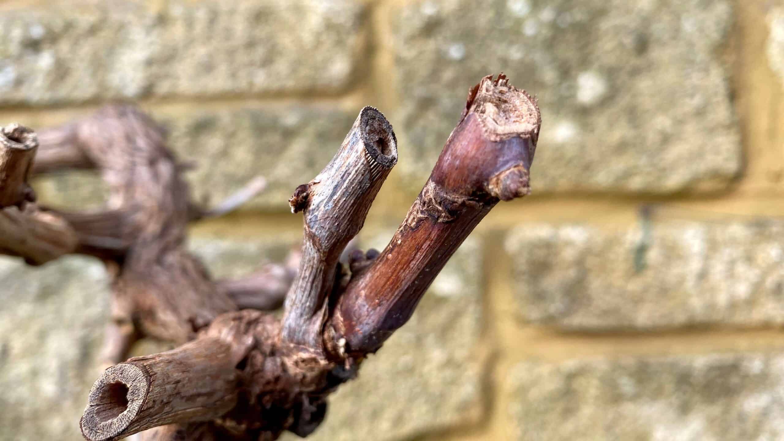 What To Do In The Garden In January garden-in-january-grapevine-bud