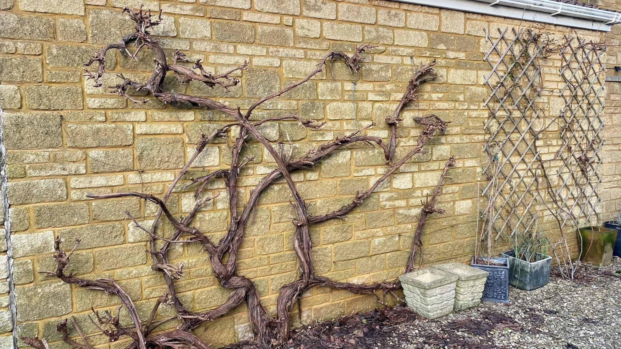 What To Do In The Garden In January garden-in-january-grapevine