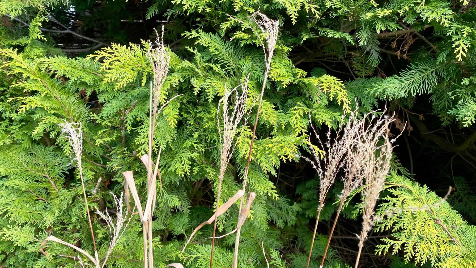 What To Do In The Garden In January garden-in-january-grasses