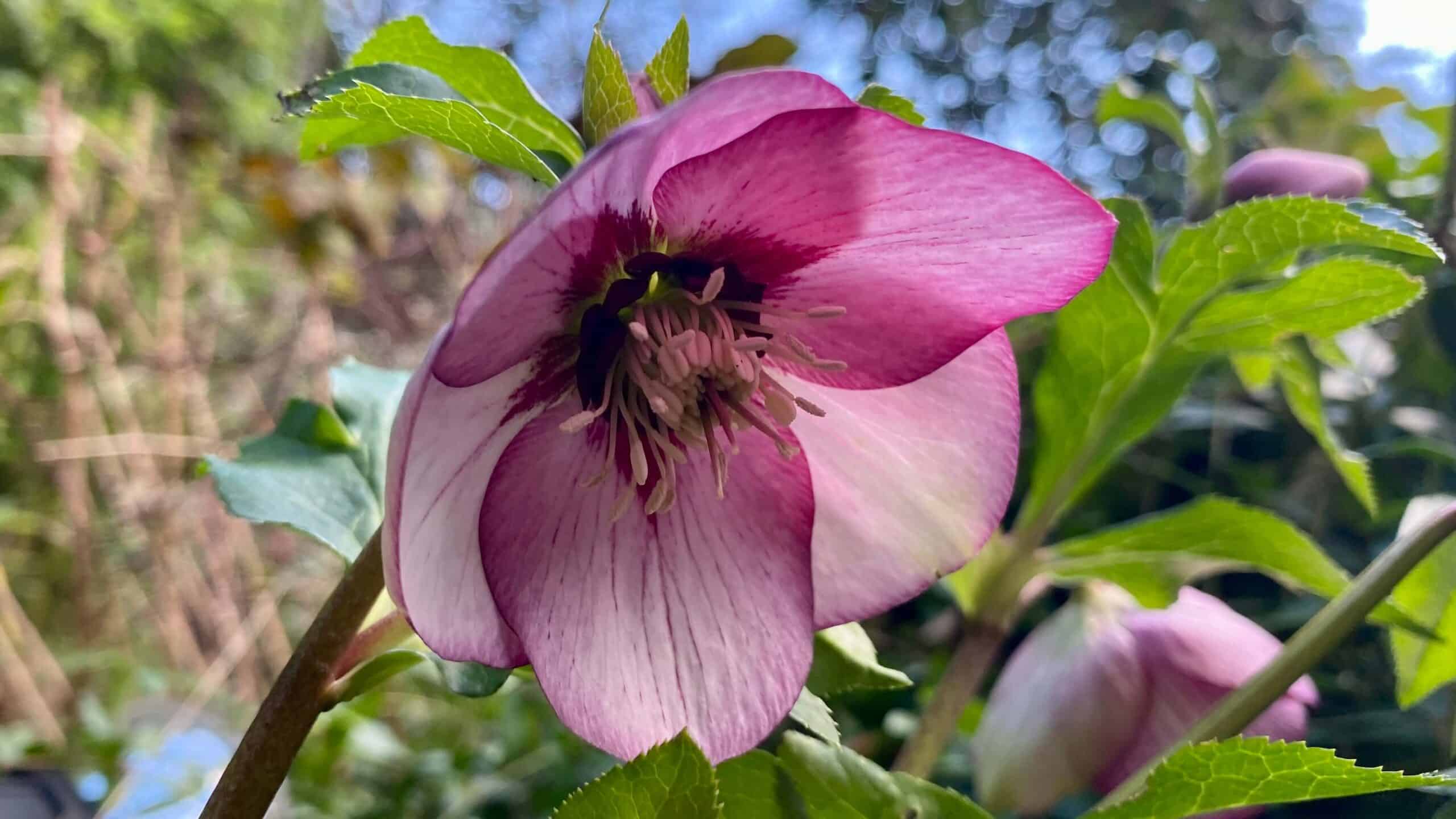 What To Do In The Garden In January garden-in-january-hellebore-pink
