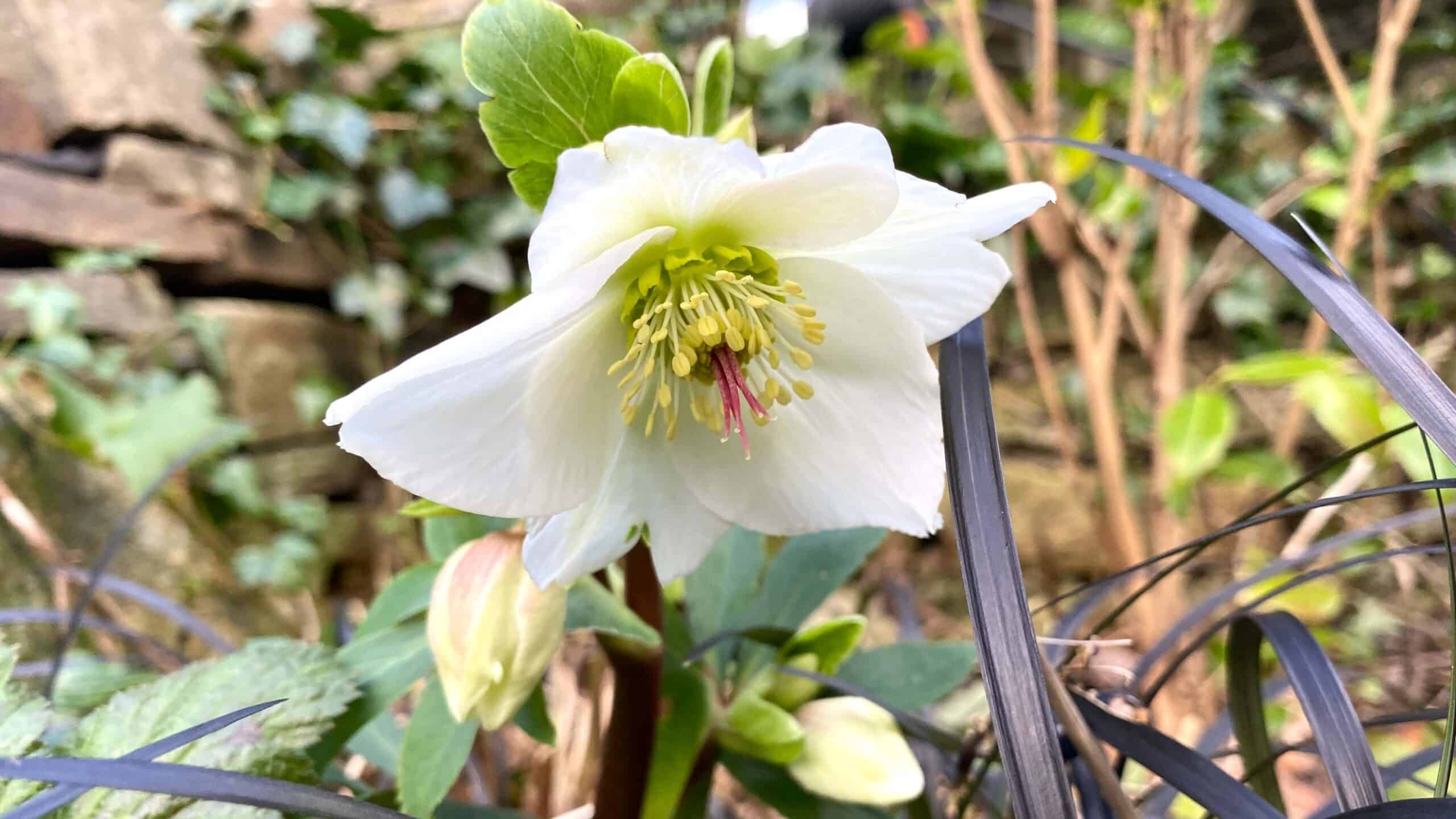 What To Do In The Garden In January garden-in-january-hellebore-white