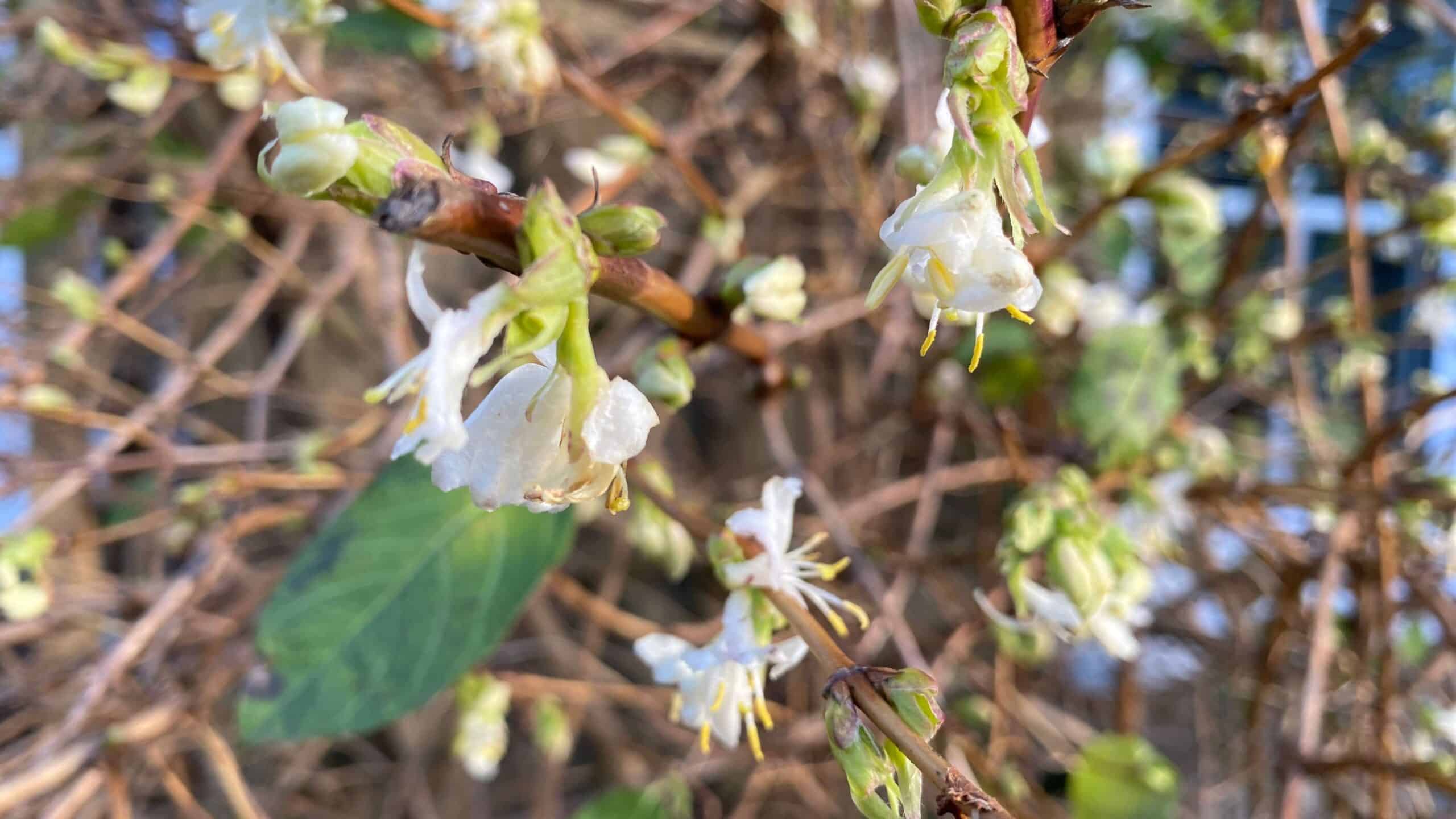 What To Do In The Garden In January garden-in-january-honeysuckle