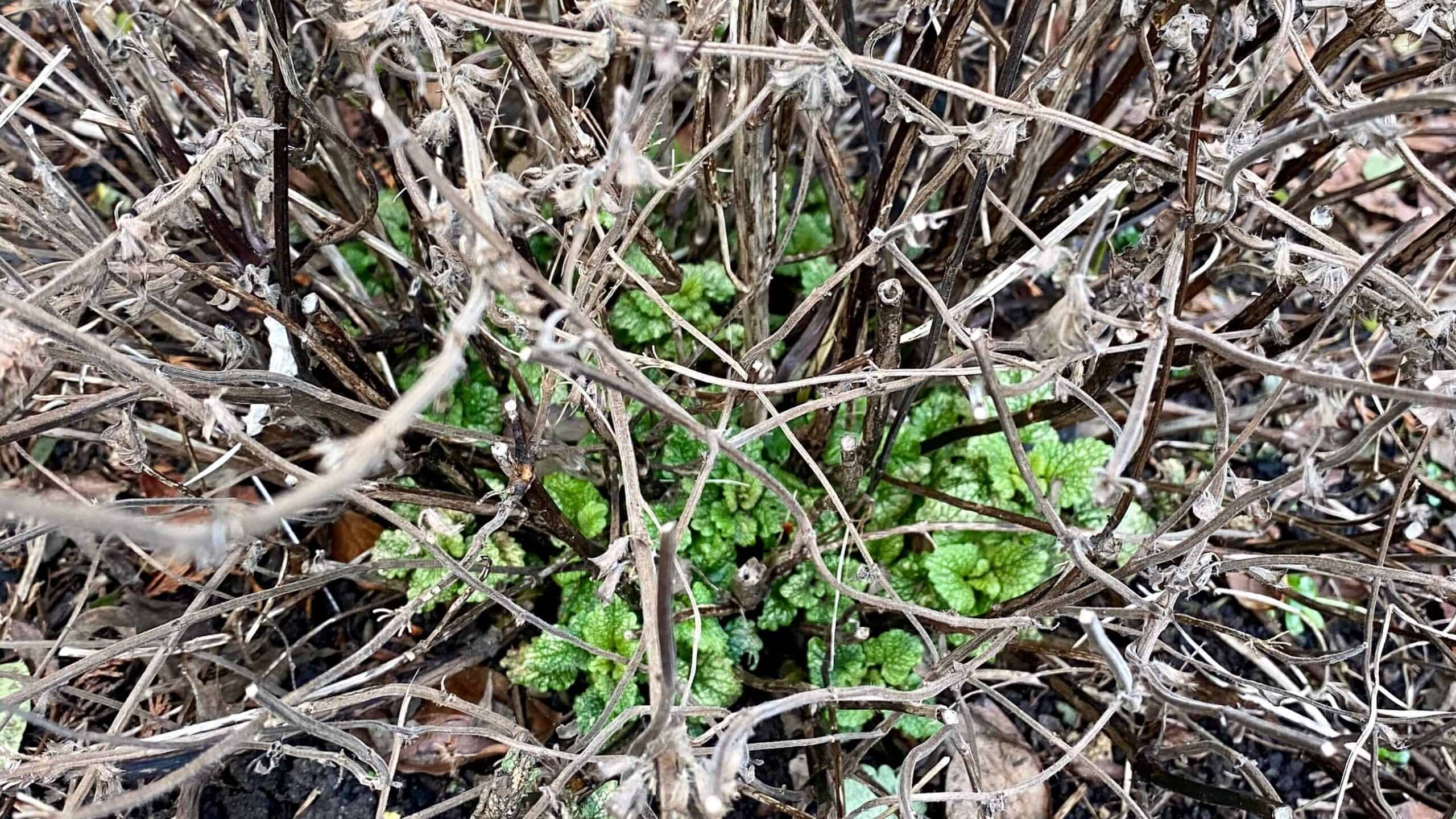 What To Do In The Garden In January garden-in-january-lemon-balm