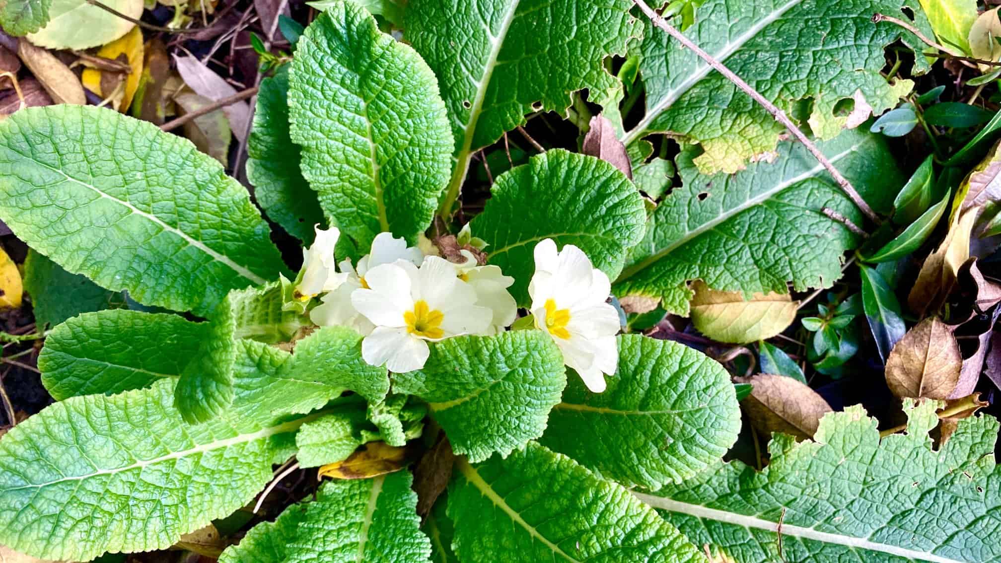 What To Do In The Garden In January garden-in-january-primrose