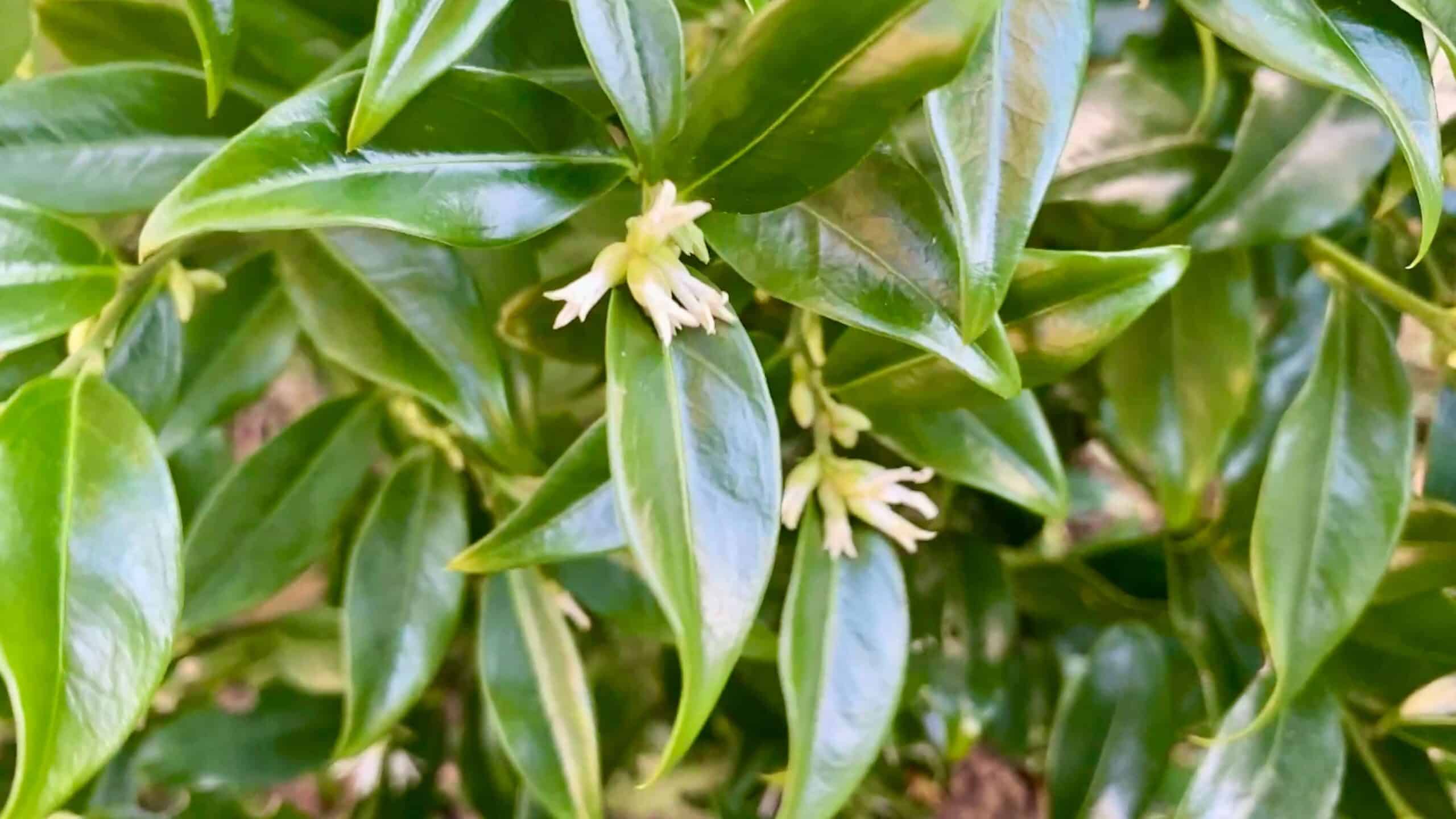 What To Do In The Garden In January garden-in-january-sarcococca