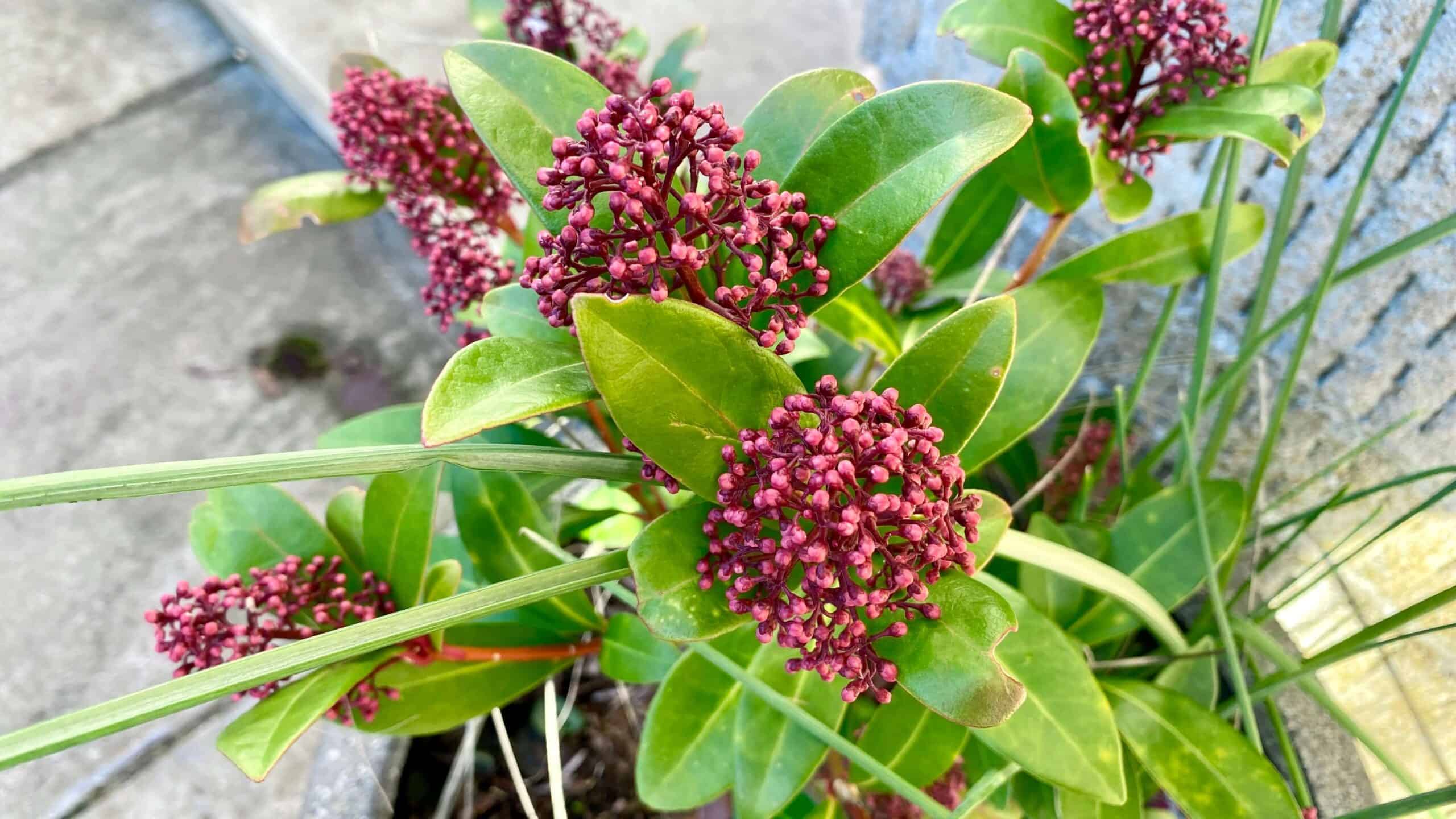 What To Do In The Garden In January garden-in-january-skimmia-red