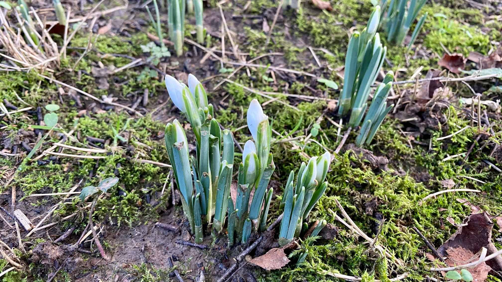 What To Do In The Garden In January garden-in-january-snowdrops