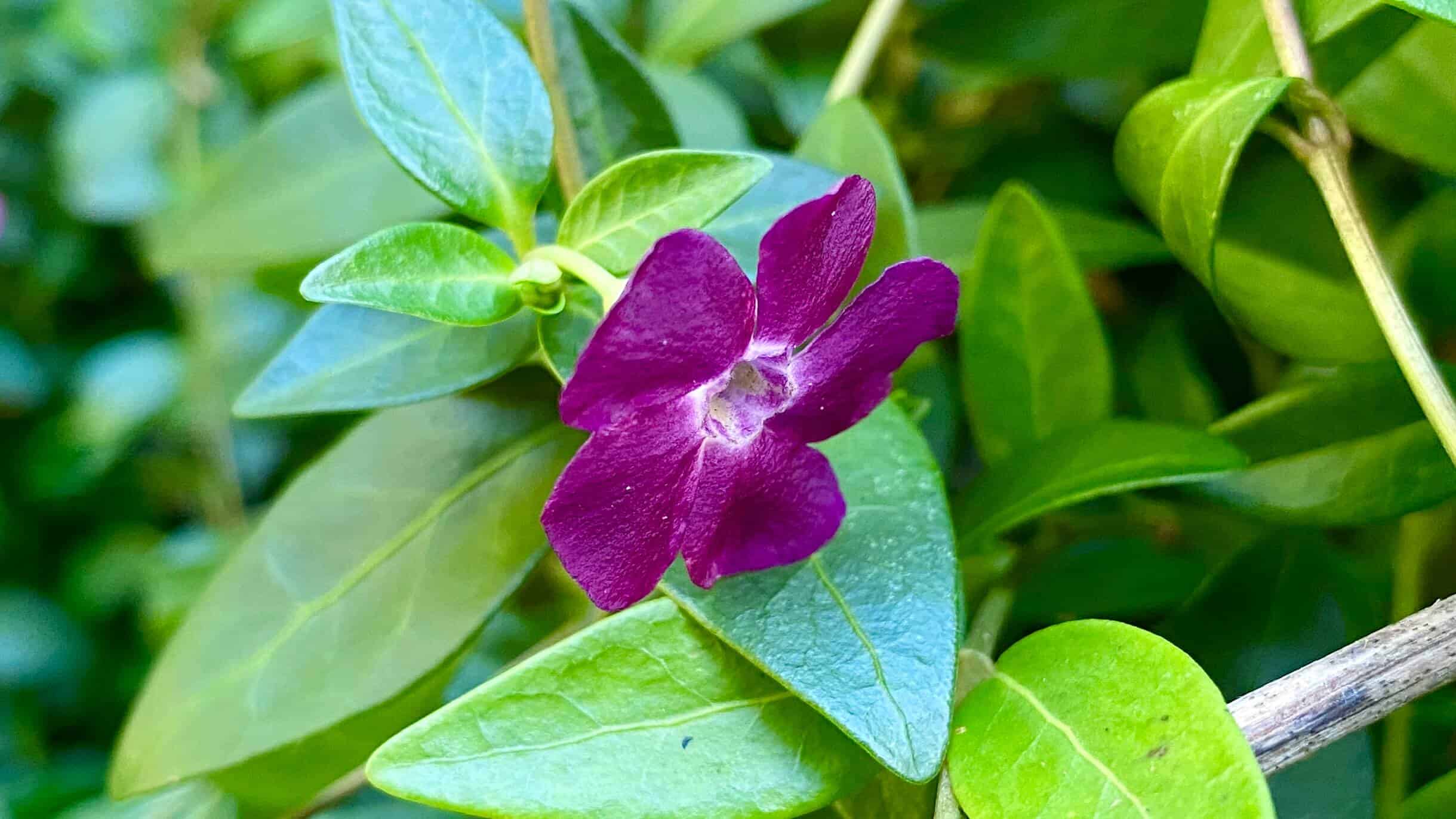What To Do In The Garden In January garden-in-january-vinca-purple
