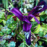 garden-in-february-iris