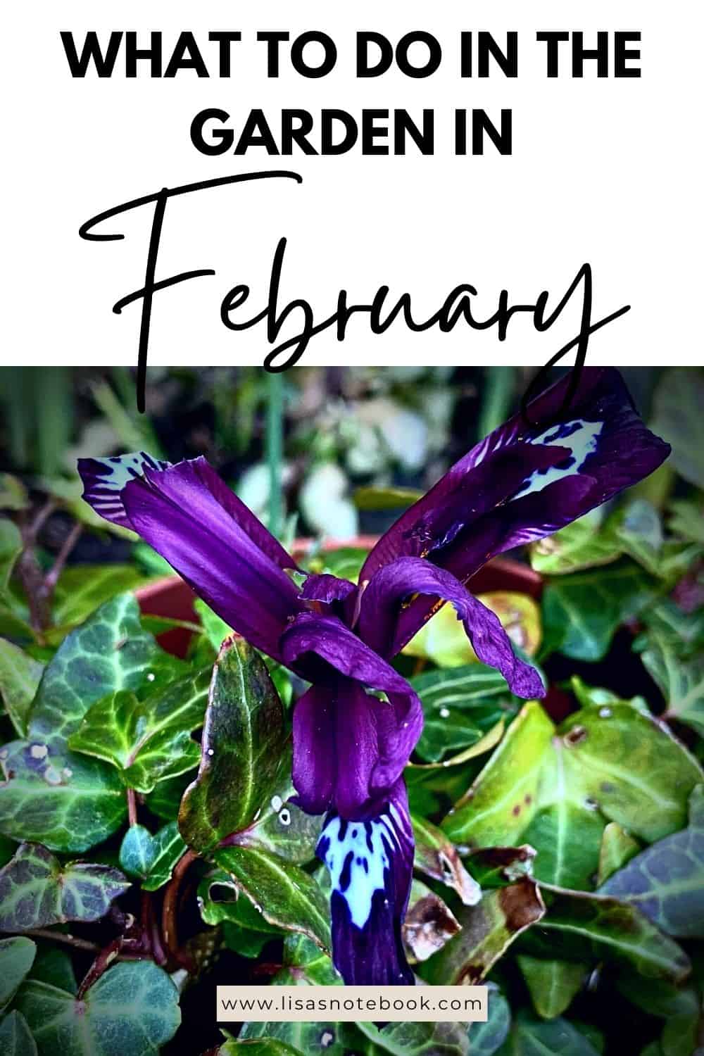 What To Do In The Garden In February garden-in-february-iris-pinterest