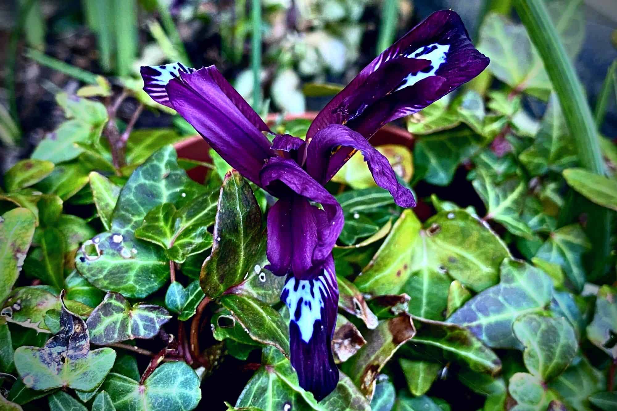 What To Do In The Garden In February garden-in-february-iris