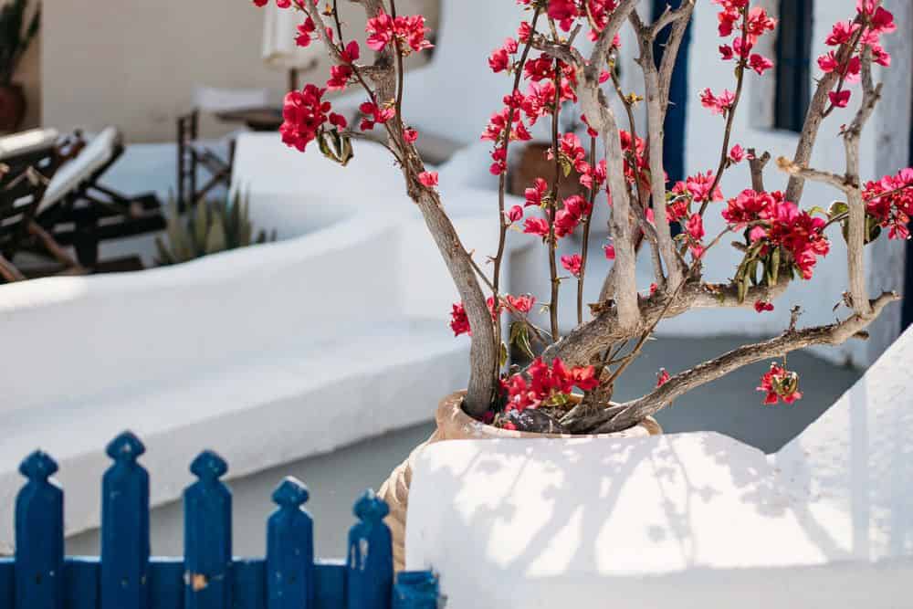 Thinking of Buying a Second Home? Here's What You Need To Know First * buying-a-second-home-front-door-plants