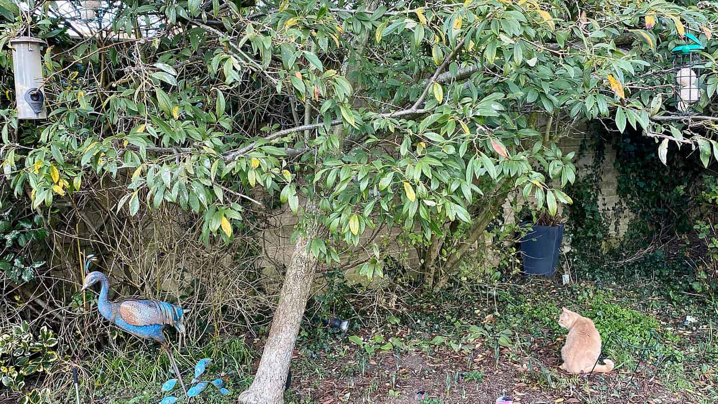 What To Do In The Garden In February garden-in-february-bird-feeders