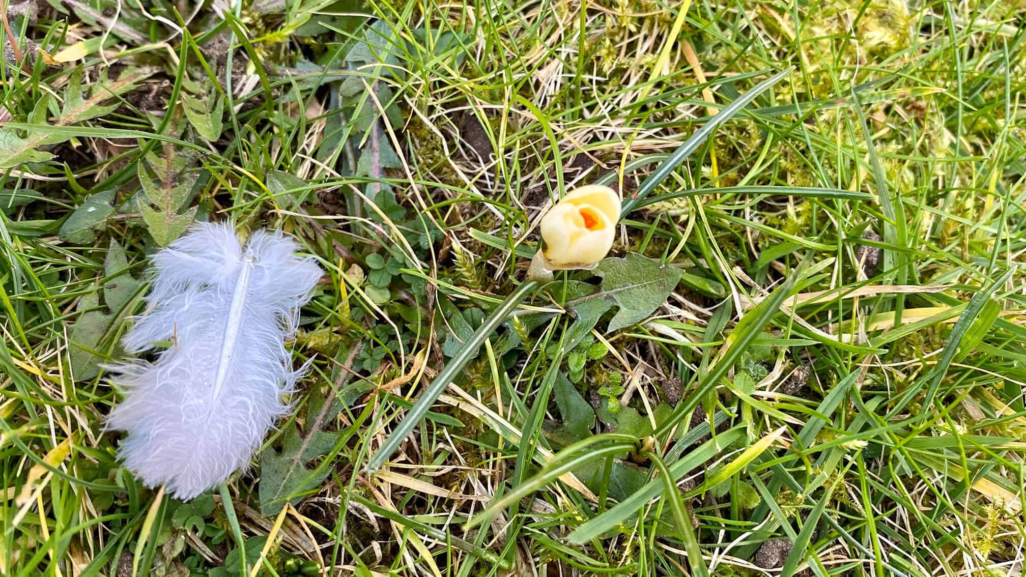 What To Do In The Garden In February garden-in-february-crocus-yellow-feather