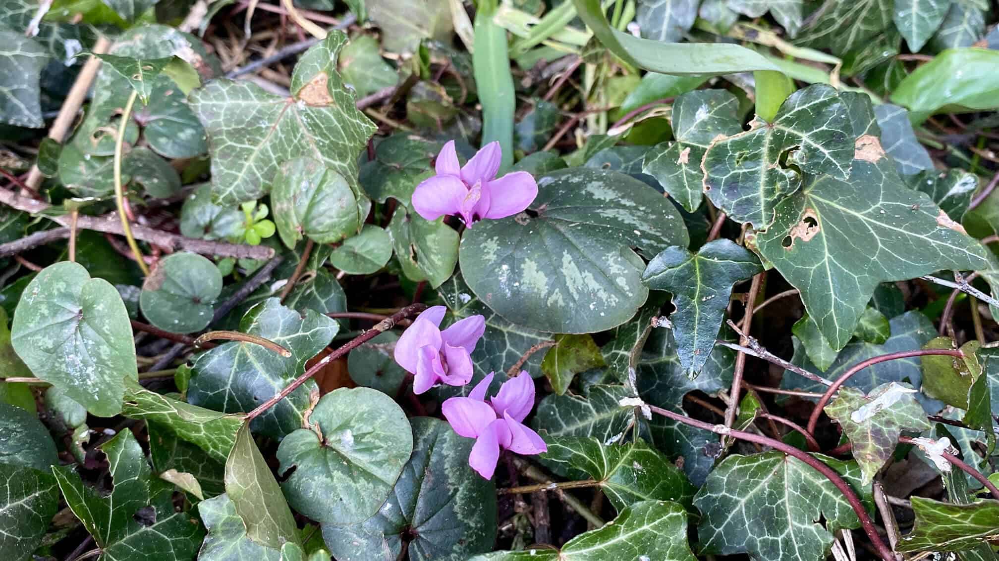 What To Do In The Garden In February garden-in-february-cyclamen