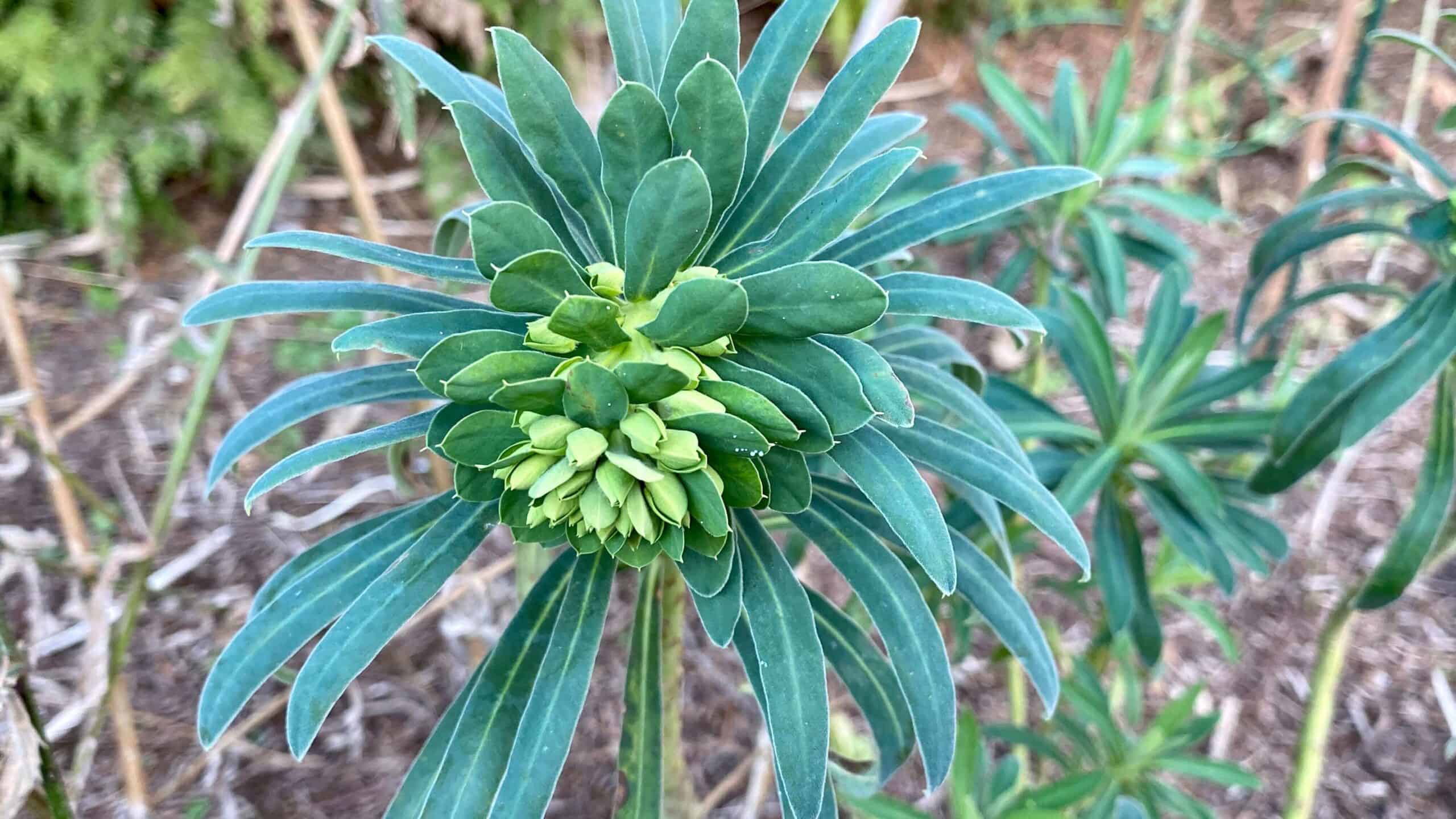 What To Do In The Garden In February garden-in-february-euphorbia