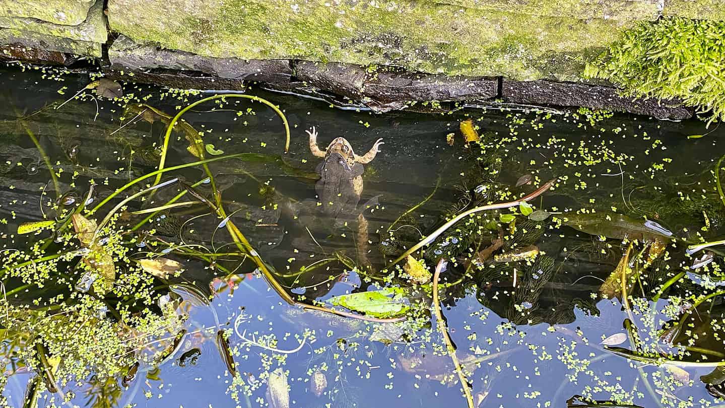 What To Do In The Garden In February garden-in-february-frogs