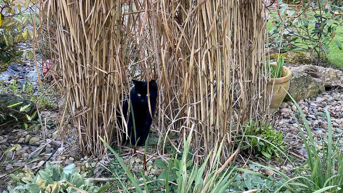 What To Do In The Garden In February garden-in-february-grasses-cat