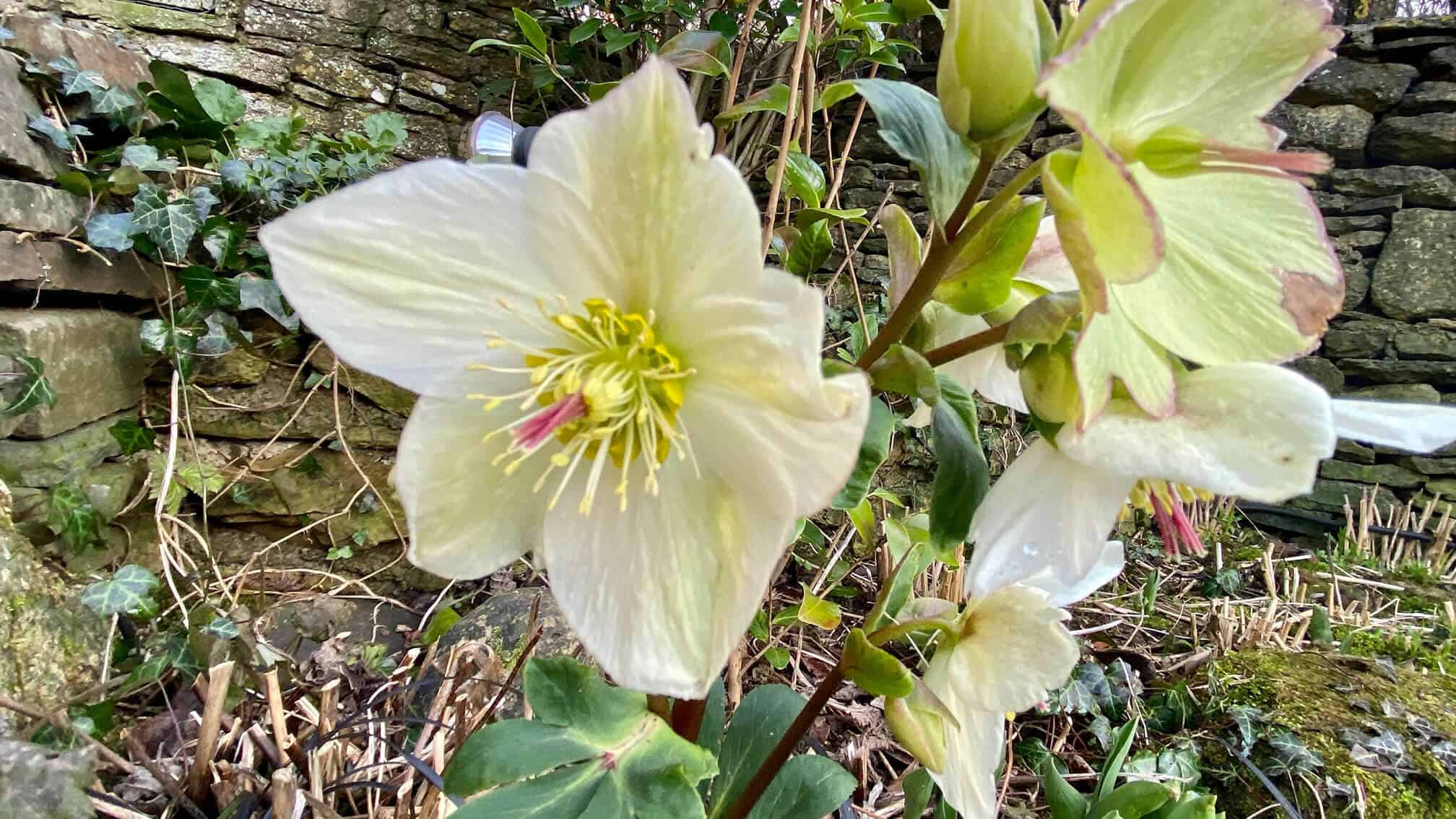 What To Do In The Garden In February garden-in-february-hellebore-cream