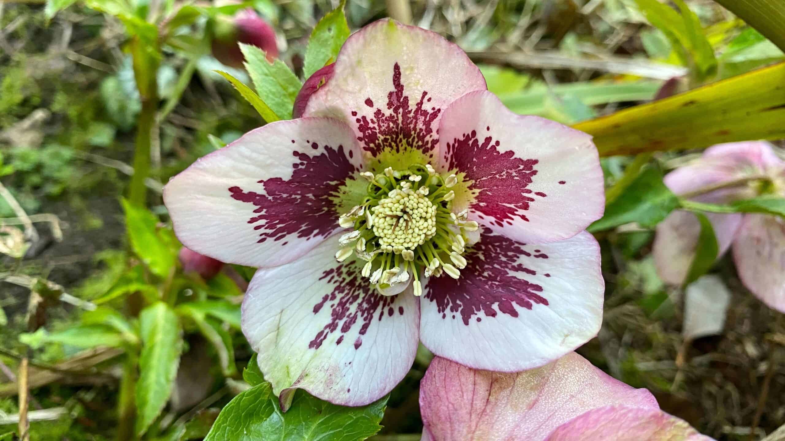 What To Do In The Garden In February garden-in-february-hellebore-freckled