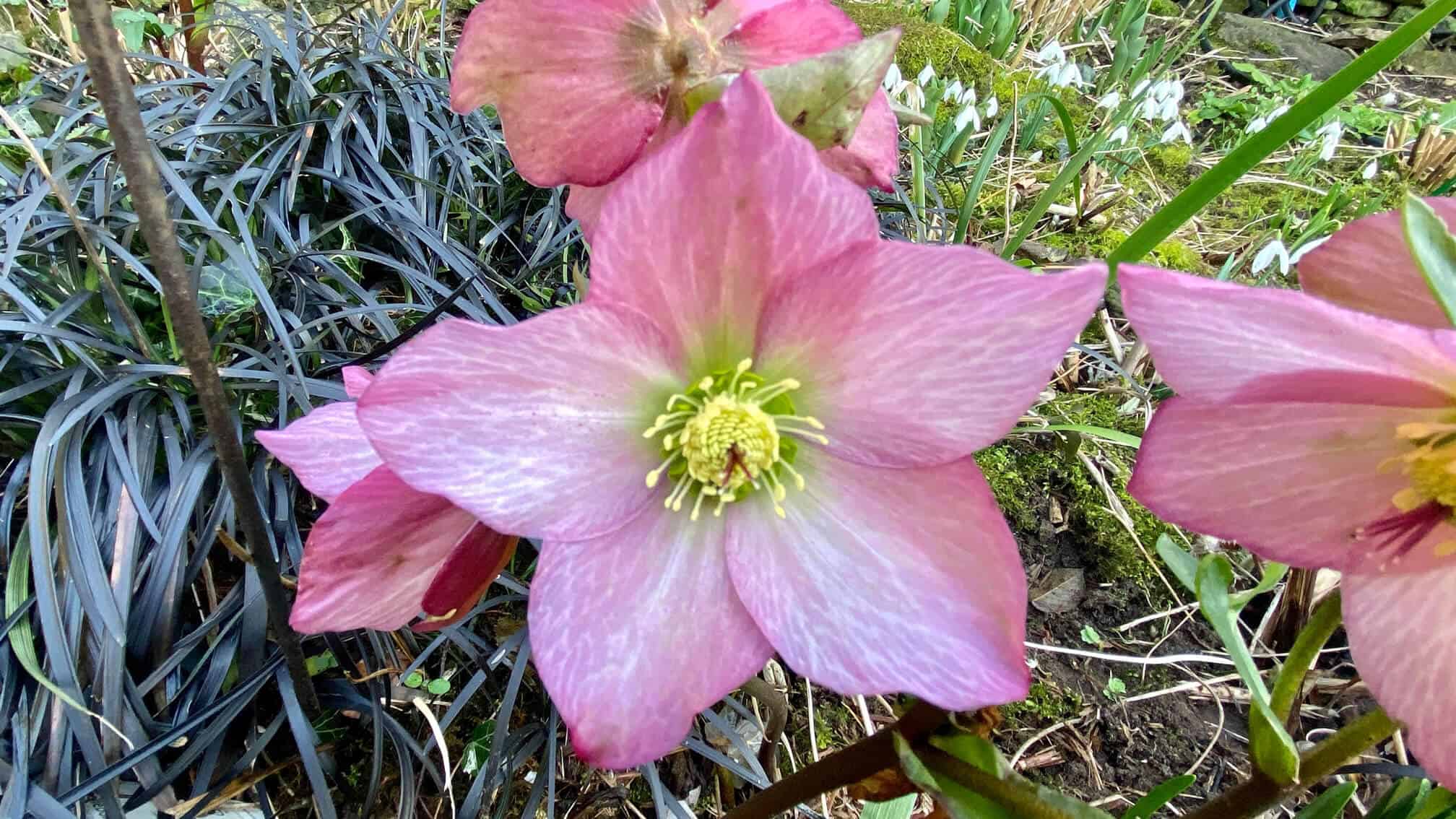 What To Do In The Garden In February garden-in-february-hellebore-pink