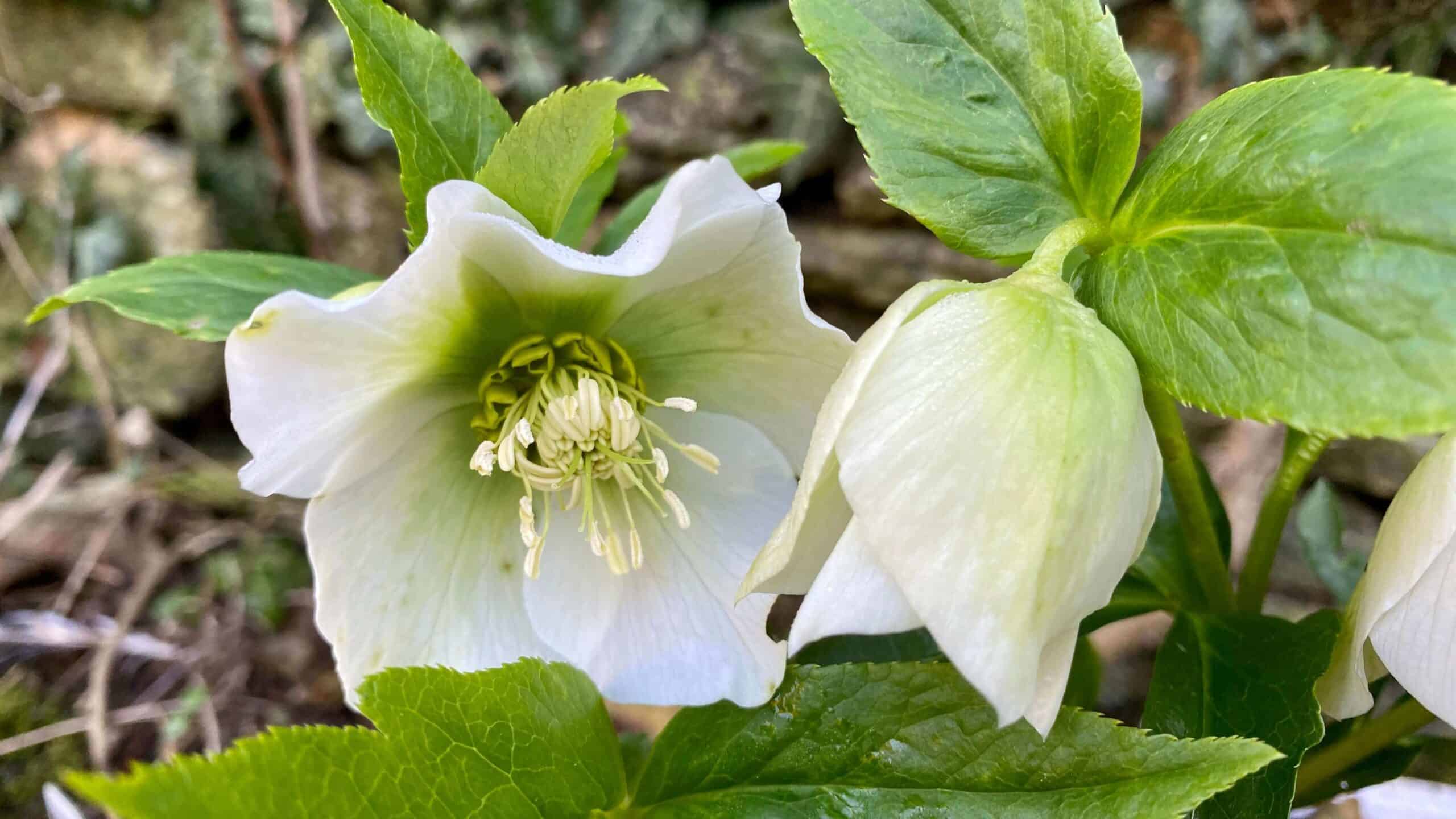 What To Do In The Garden In February garden-in-february-hellebore-white