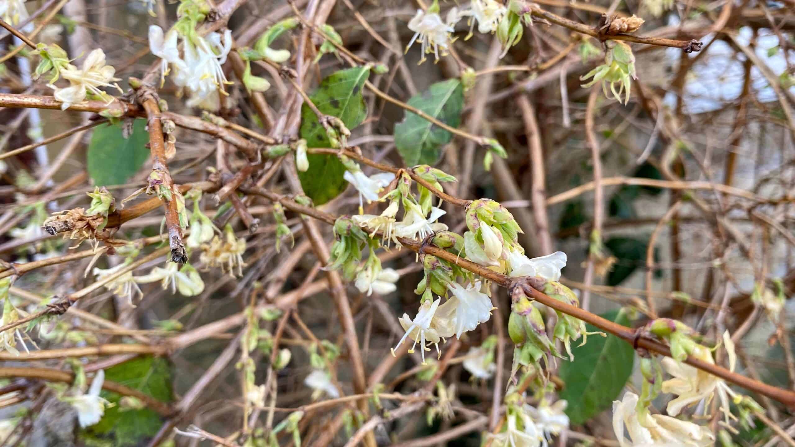 What To Do In The Garden In February garden-in-february-honeysuckle