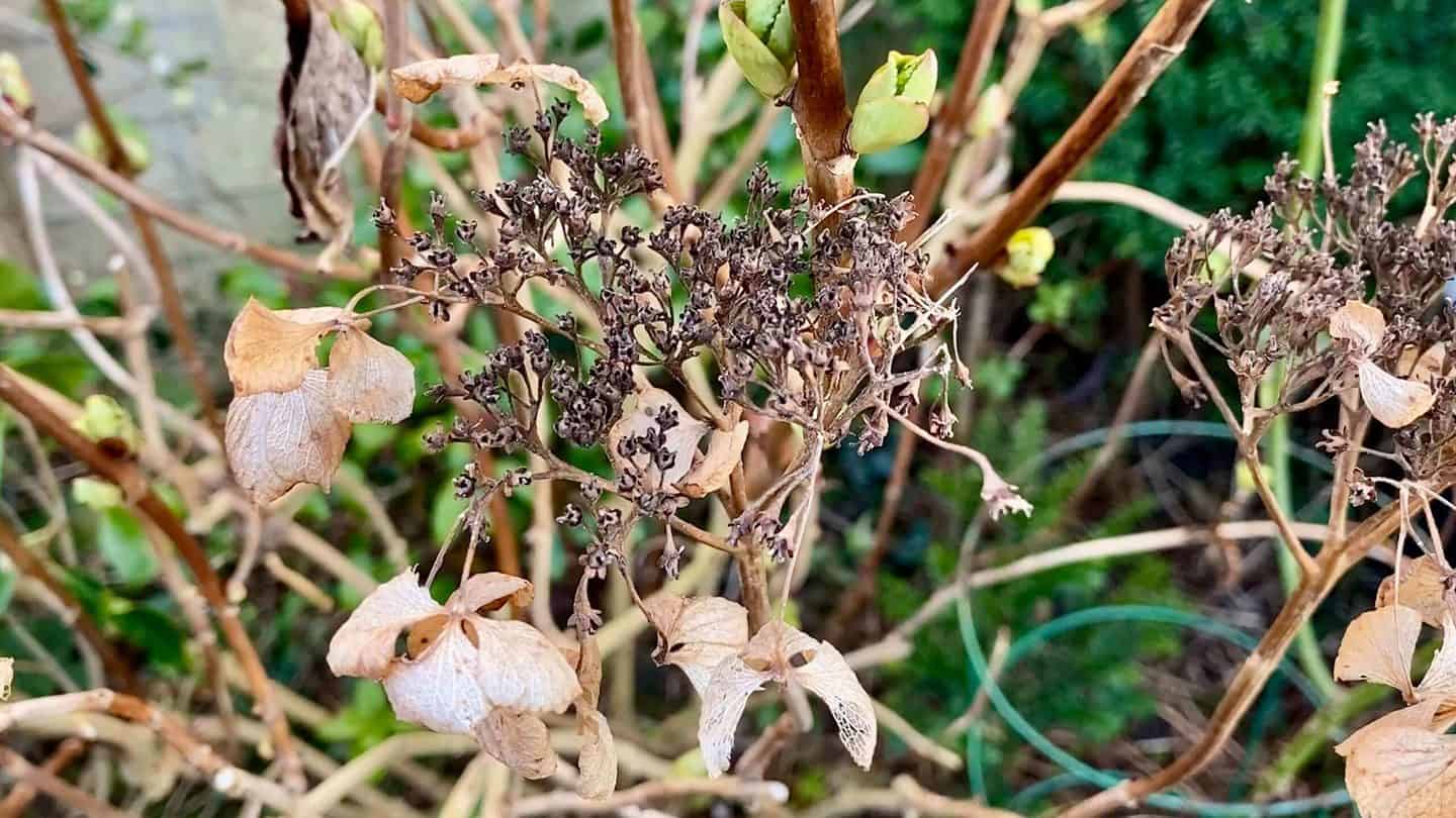 What To Do In The Garden In February garden-in-february-hydrangea