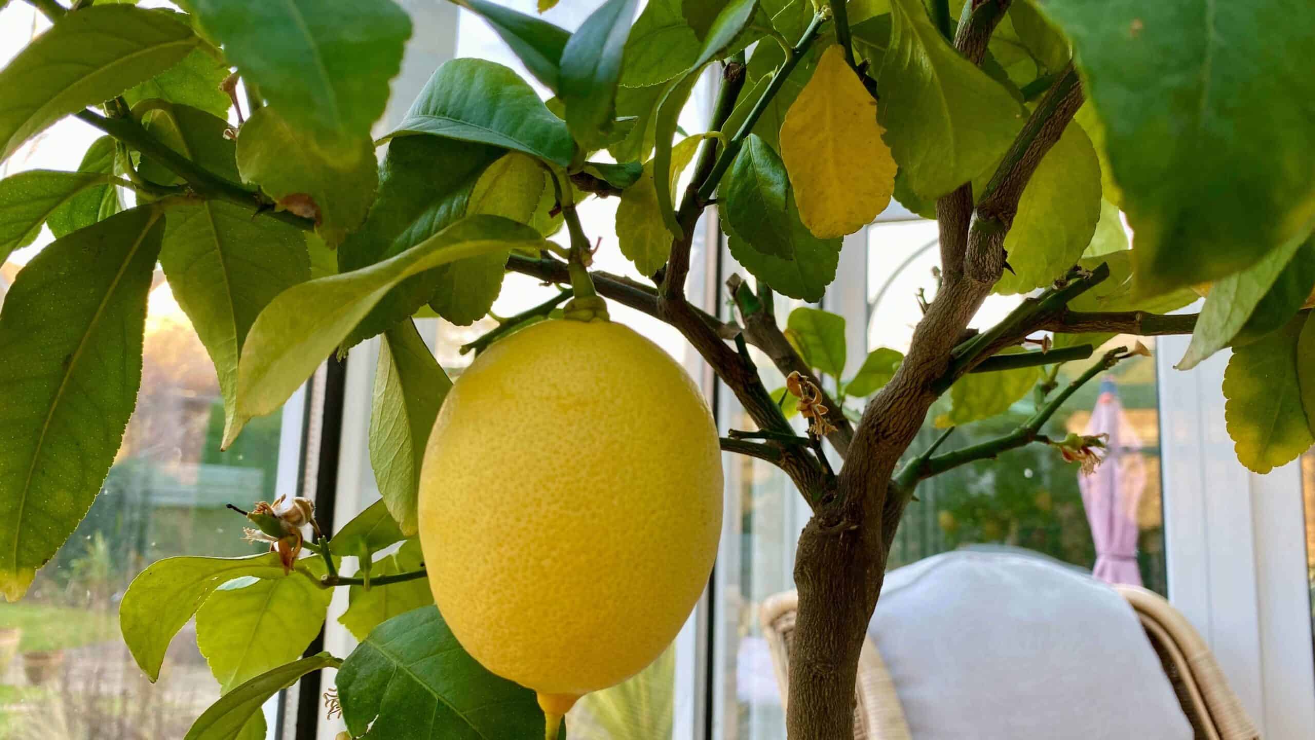 What To Do In The Garden In February garden-in-february-lemons
