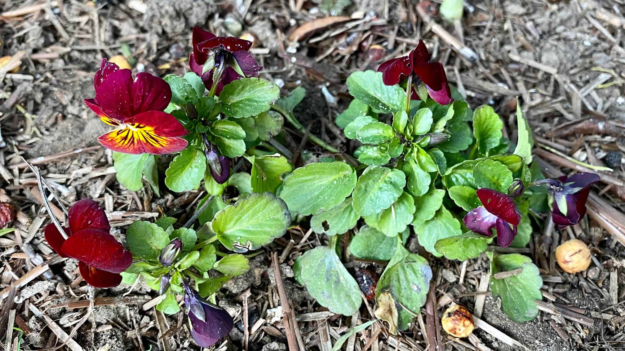 What To Do In The Garden In February garden-in-february-pansies