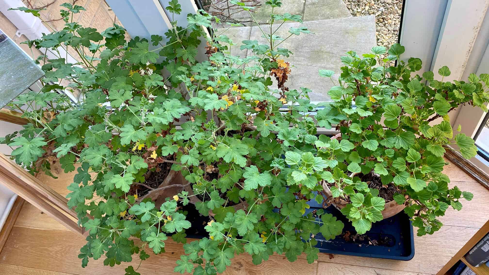 What To Do In The Garden In February garden-in-february-pelargoniums