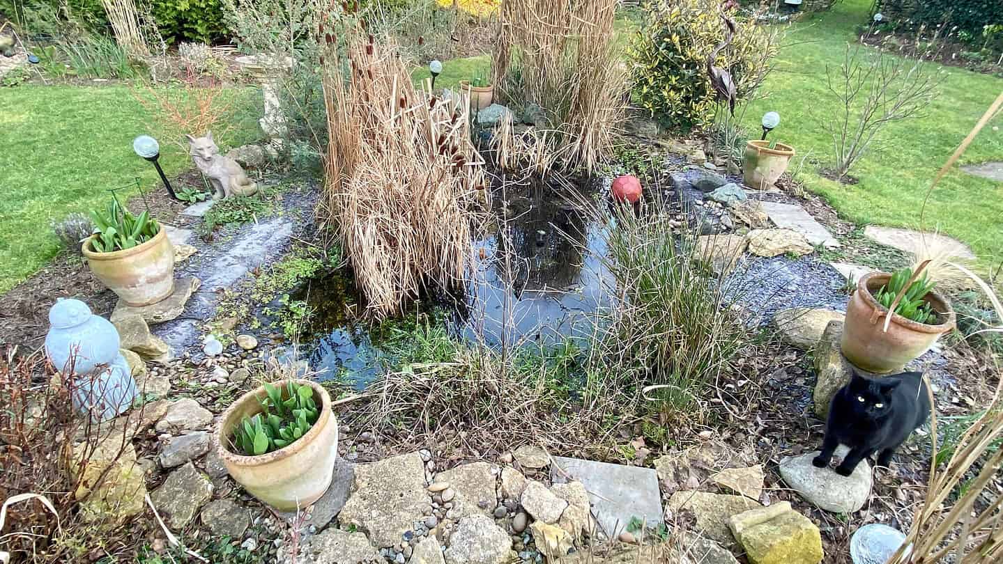 What To Do In The Garden In February garden-in-february-pond-cat