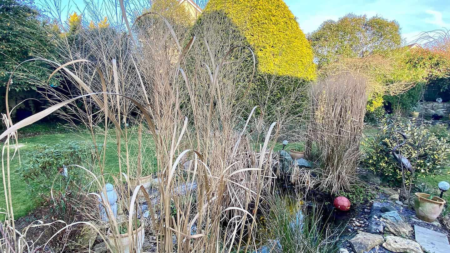 What To Do In The Garden In February garden-in-february-pond-grasses