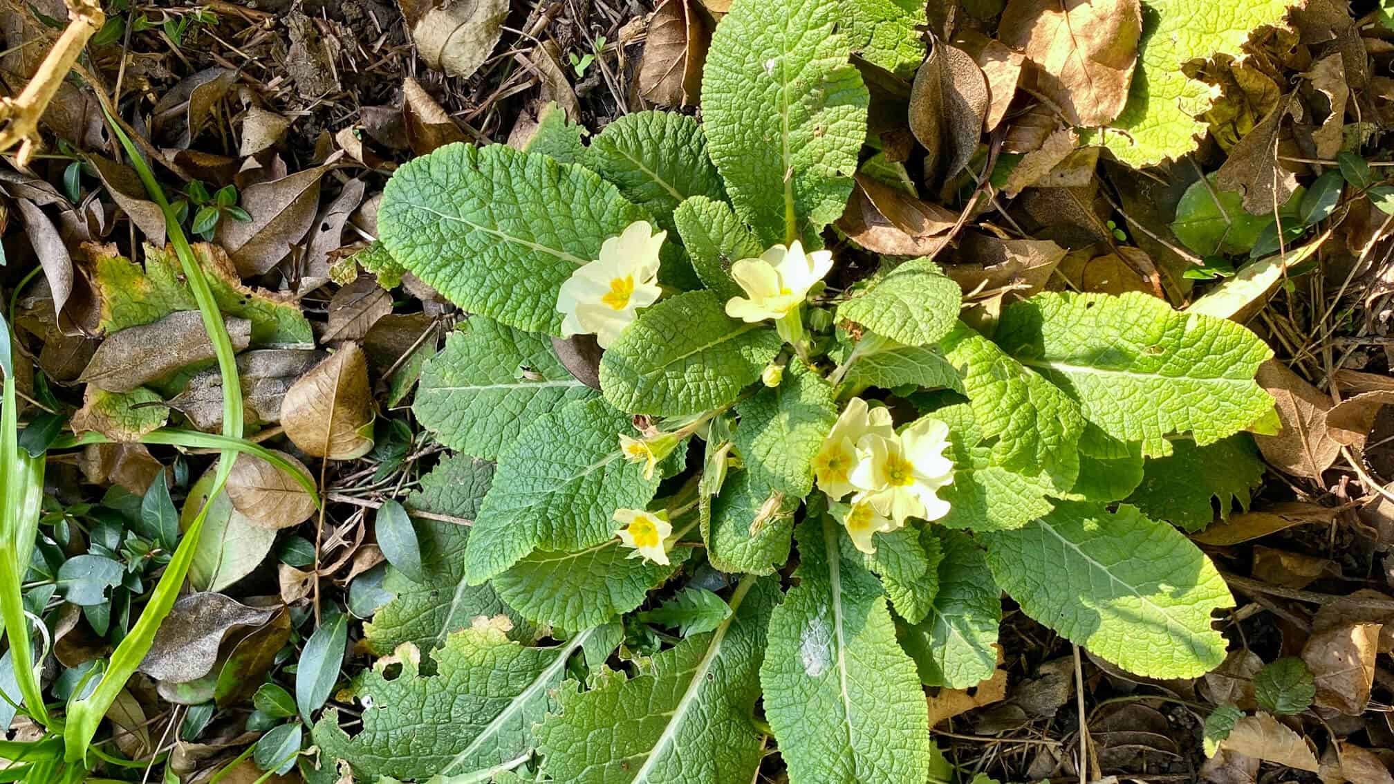 What To Do In The Garden In February garden-in-february-primrose