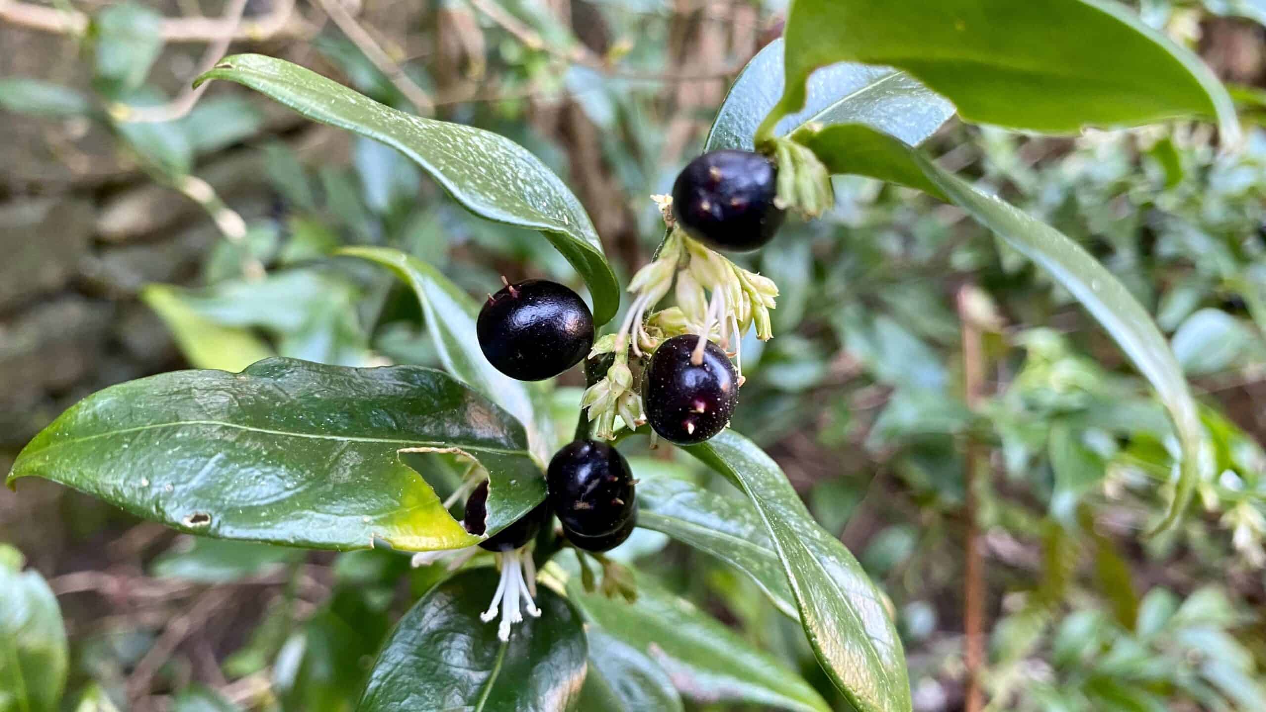 What To Do In The Garden In February garden-in-february-sarcococca