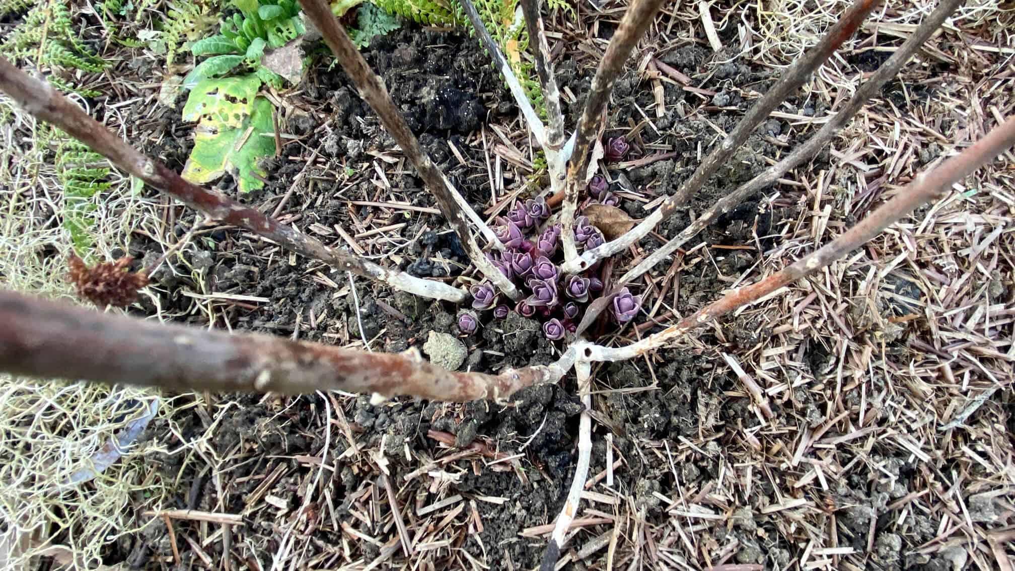 What To Do In The Garden In February garden-in-february-sedums-01