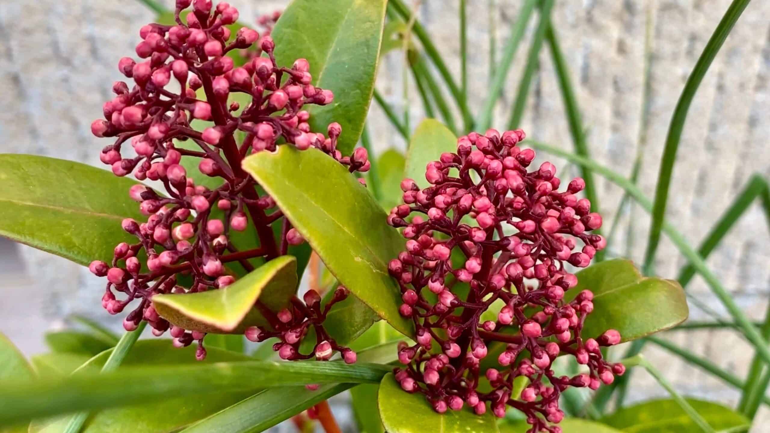 What To Do In The Garden In February garden-in-february-skimmia