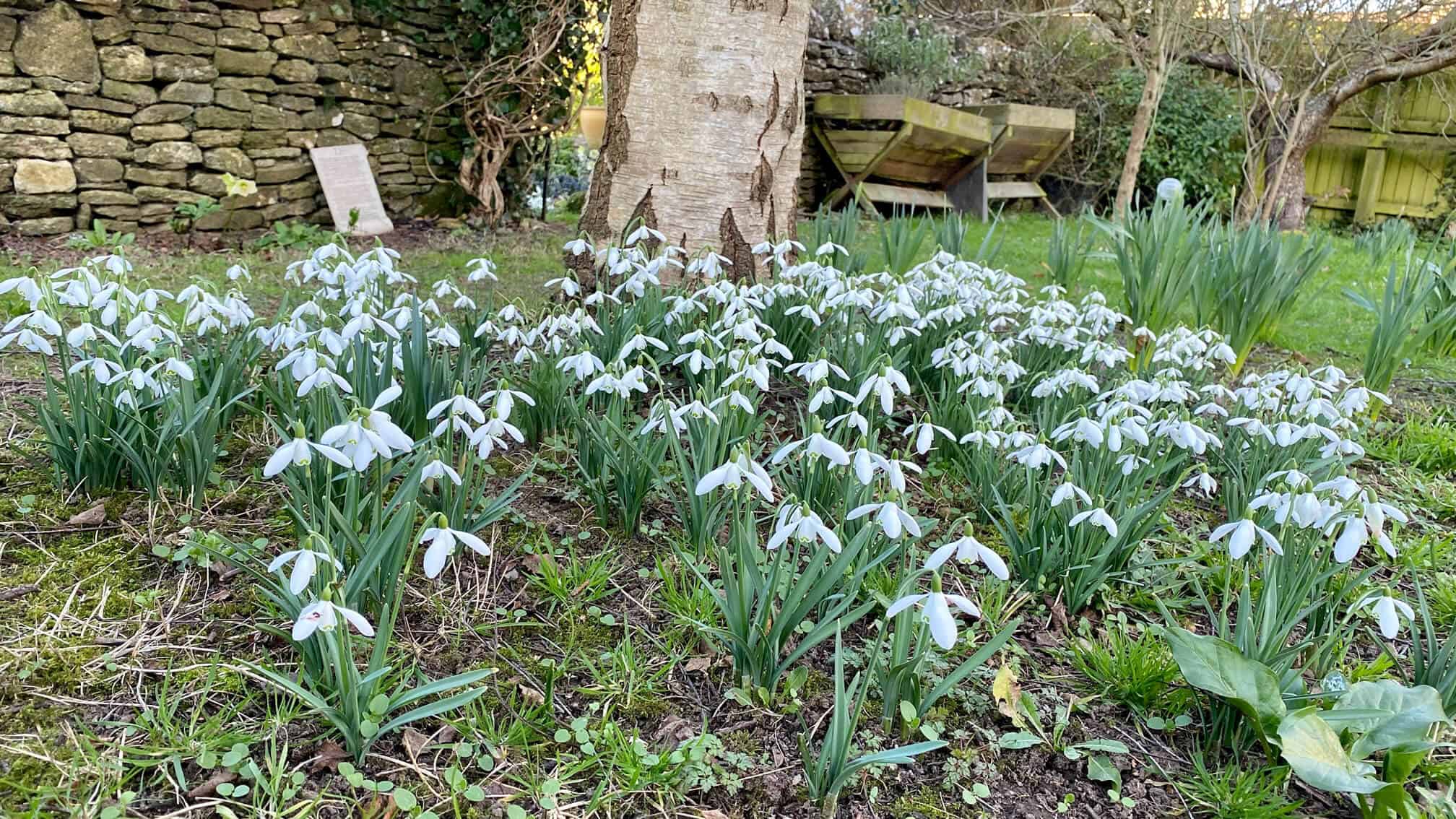 What To Do In The Garden In February garden-in-february-snowdrops-01
