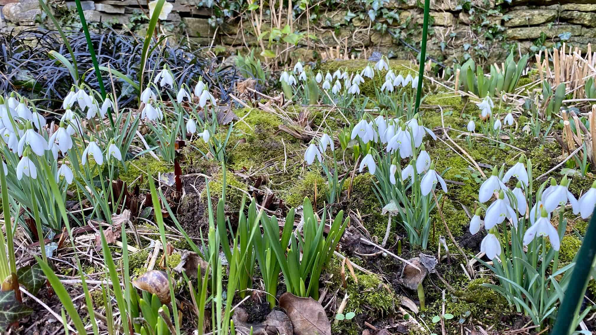 What To Do In The Garden In February garden-in-february-snowdrops-02
