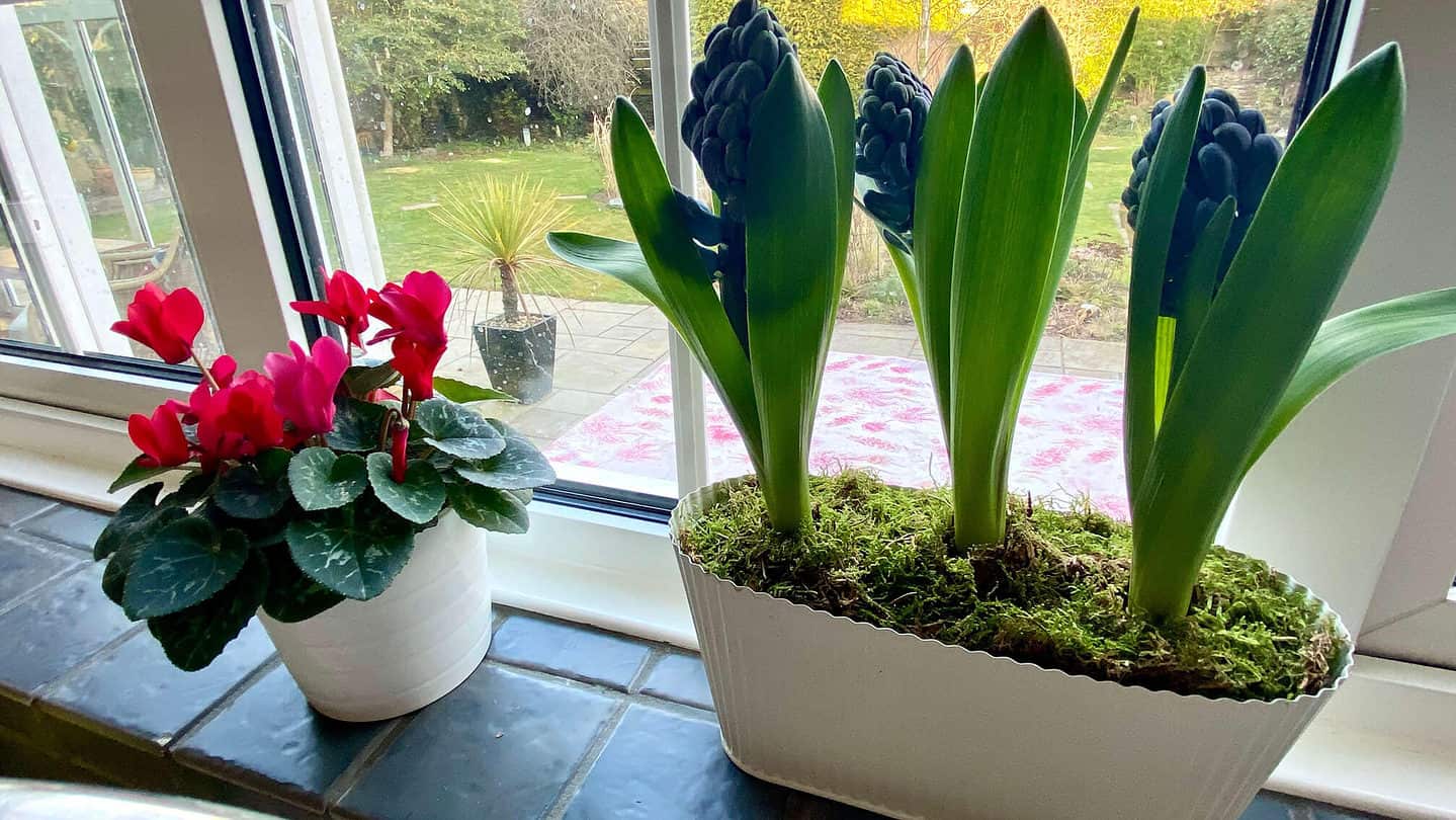 What To Do In The Garden In February garden-in-february-spring-bulbs