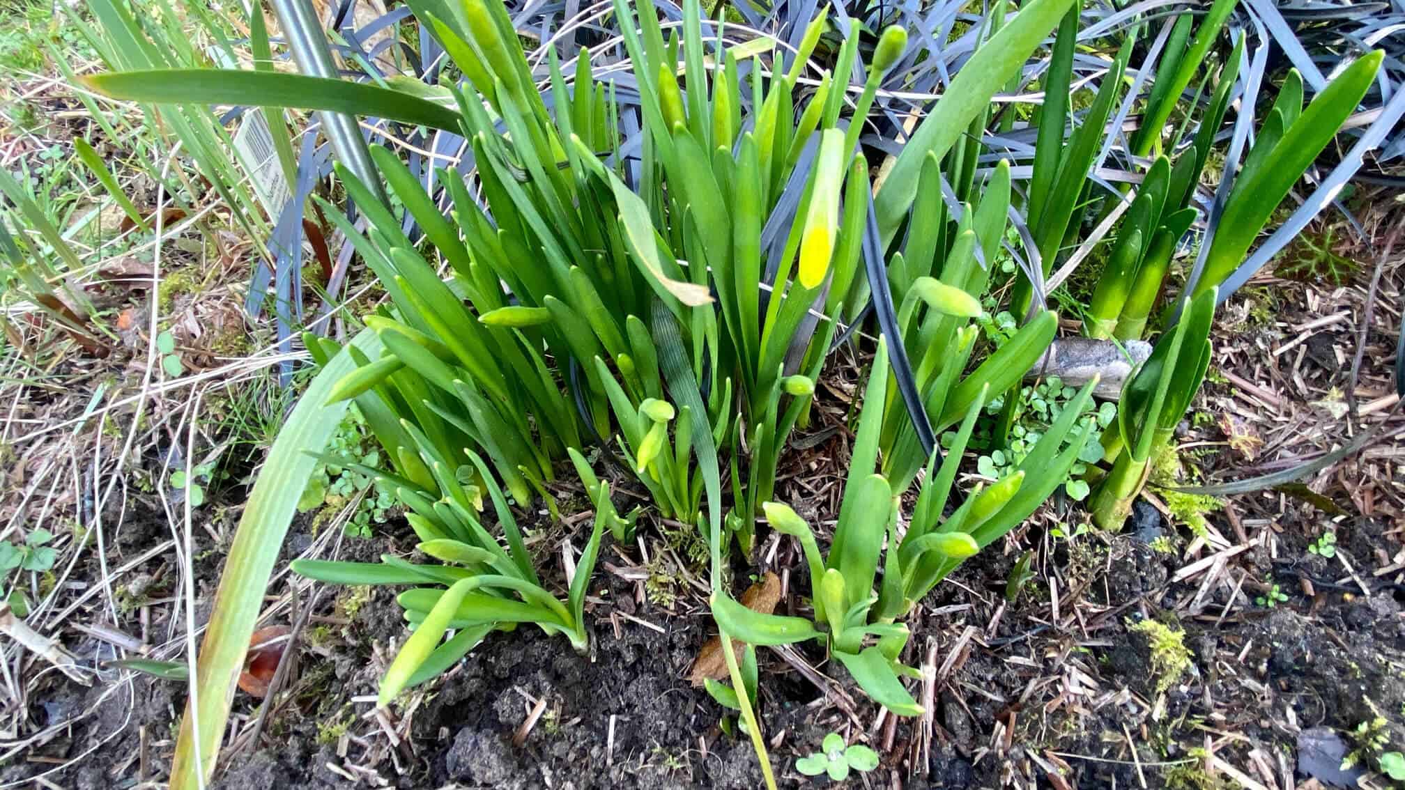 What To Do In The Garden In February garden-in-february-teteatetes