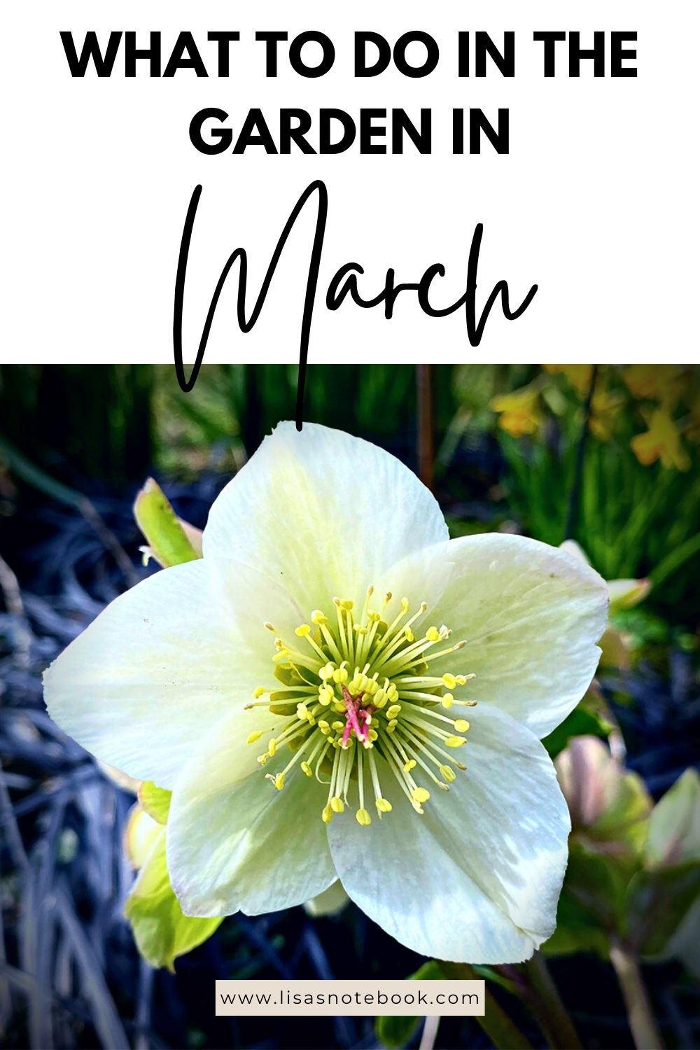 What To Do In The Garden In March garden-in-march-white-hellebore-pinterest