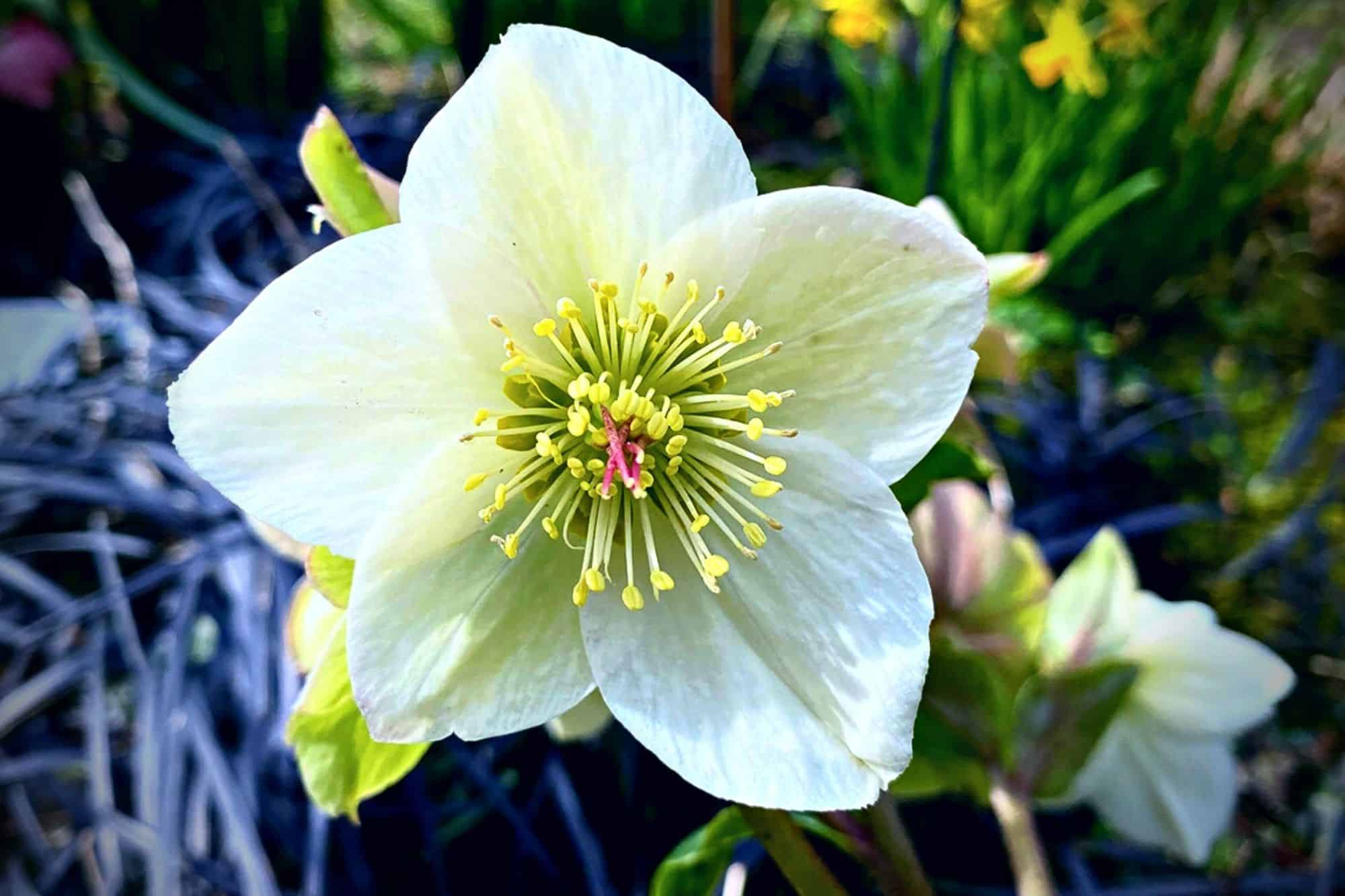 What To Do In The Garden In March garden-in-march-white-hellebore